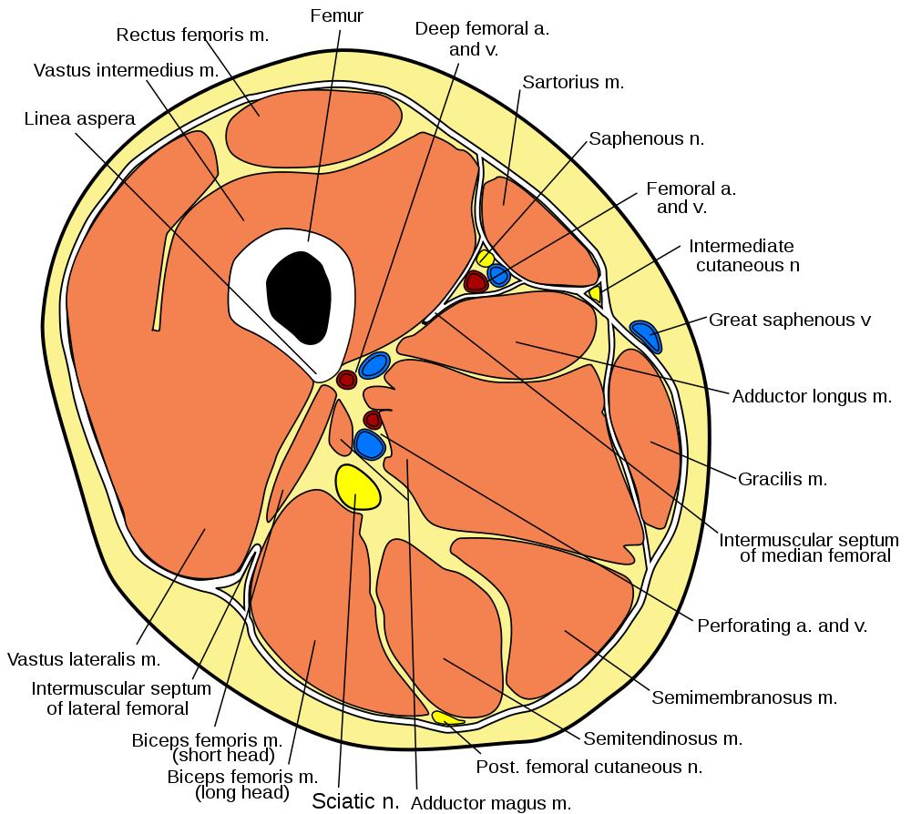 Quadriceps Contusion Knee & Sports Orthobullets