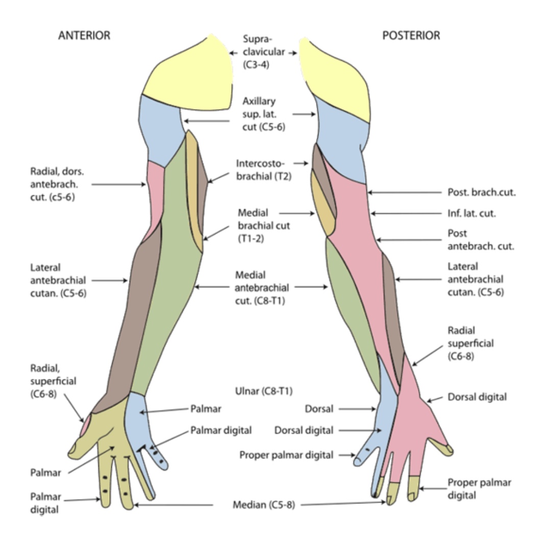 Elbow Physical Exam Shoulder & Elbow Orthobullets