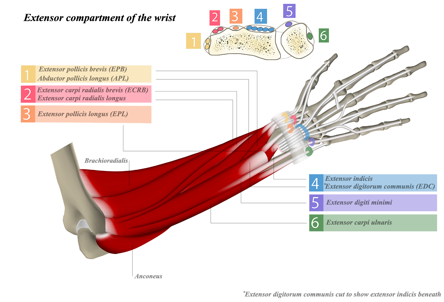 Extensor Compartments of Wrist Anatomy Medbullets Step 1