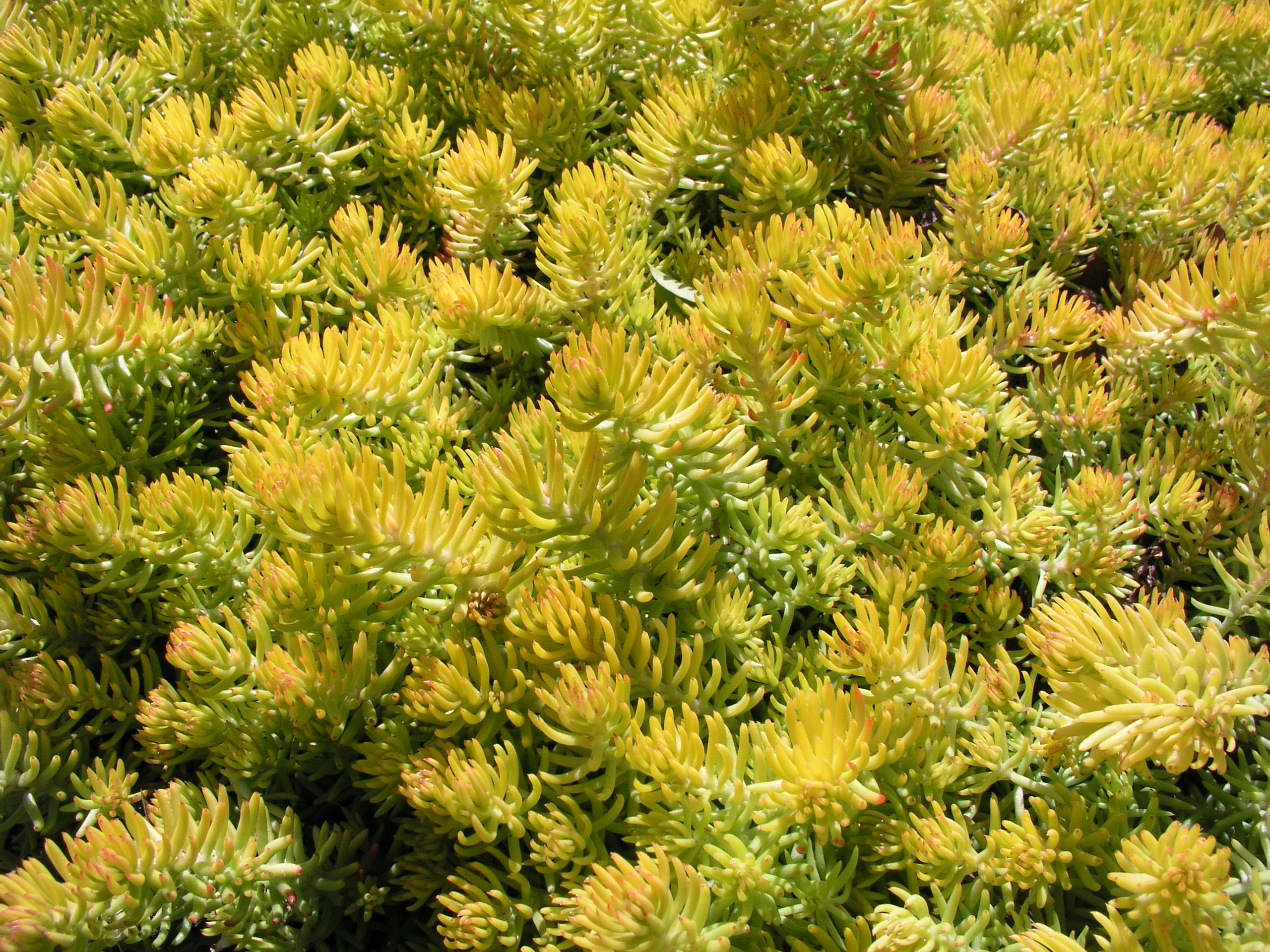 FileSedum Reflexum.JPG Wikimedia Commons