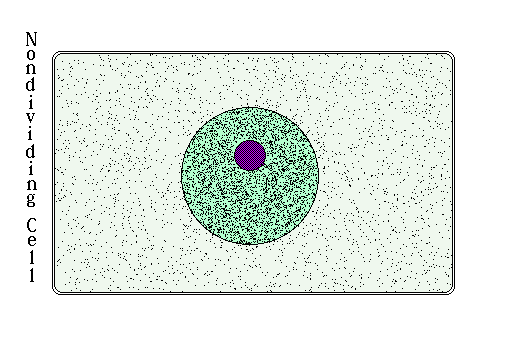Log in to save gifs you like, get a customized gif feed, or follow interesting gif creators. File Kuensting Plantmitosis Color Gif Wikimedia Commons
