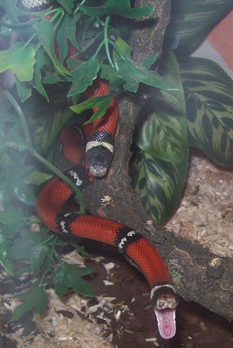 Lampropeltis triangulum sinaloae Wikispecies