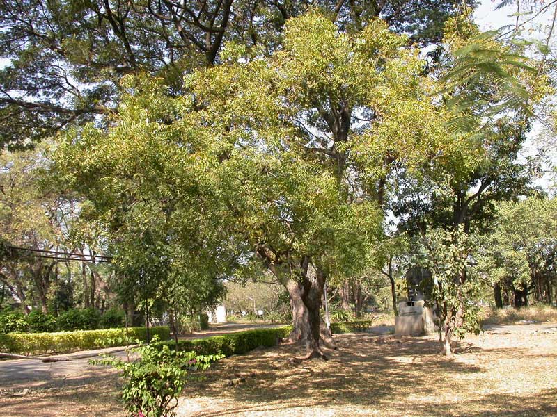 Mwarobaini Wikipedia, kamusi elezo huru