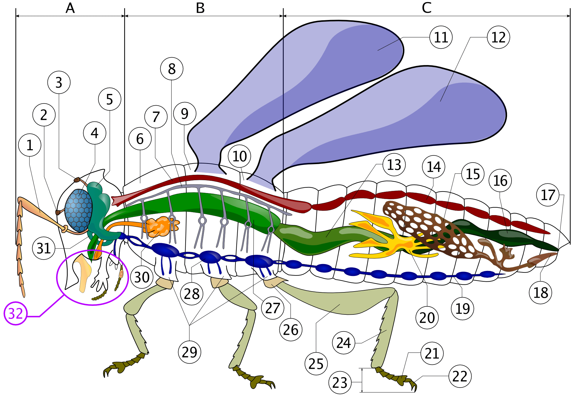 Anatomie (Insecten) - Wikipedia