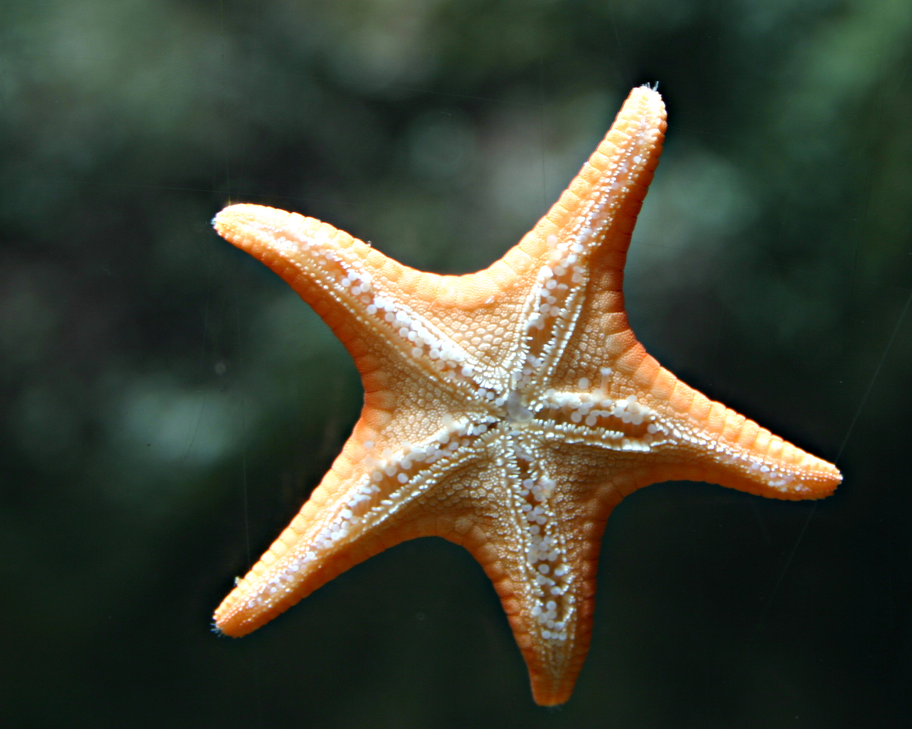 FileStarfish.jpg Wikipedia