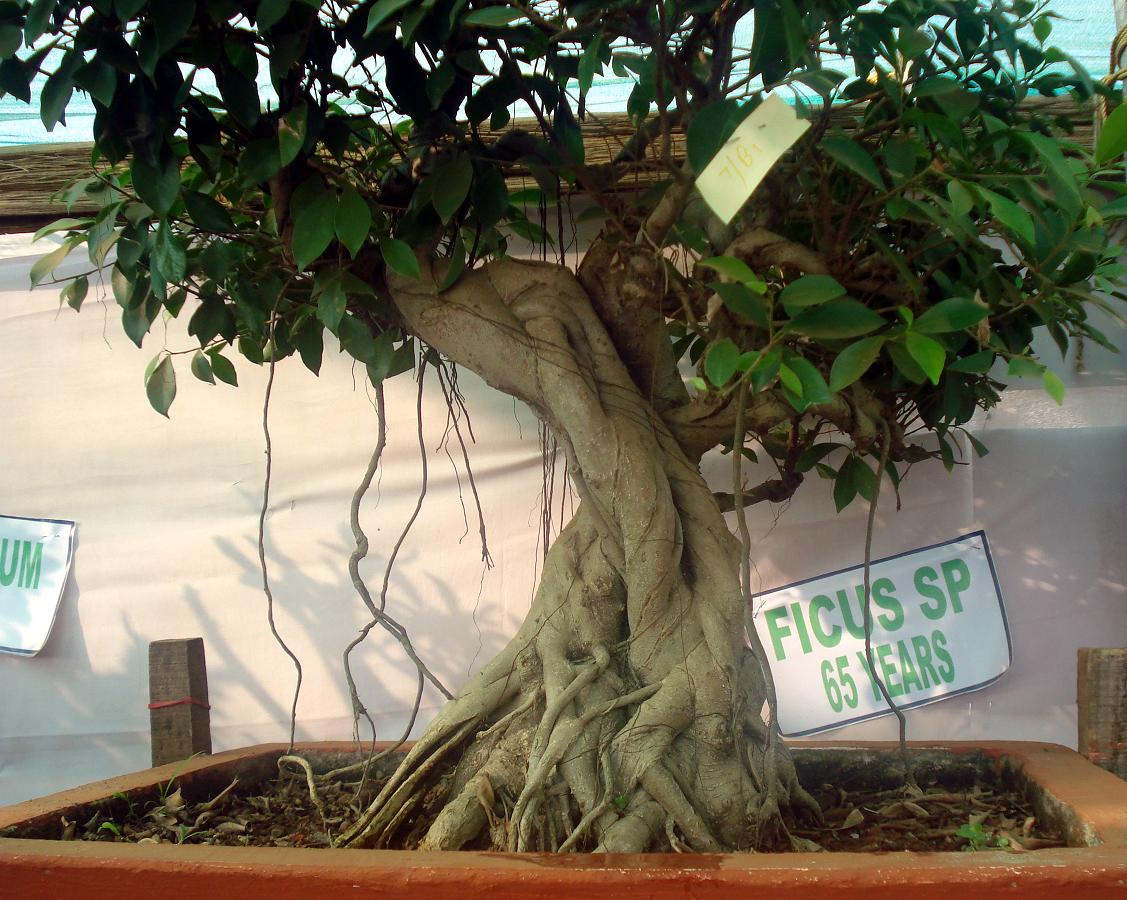 FileBonsai tree ficus65.JPG Wikimedia Commons