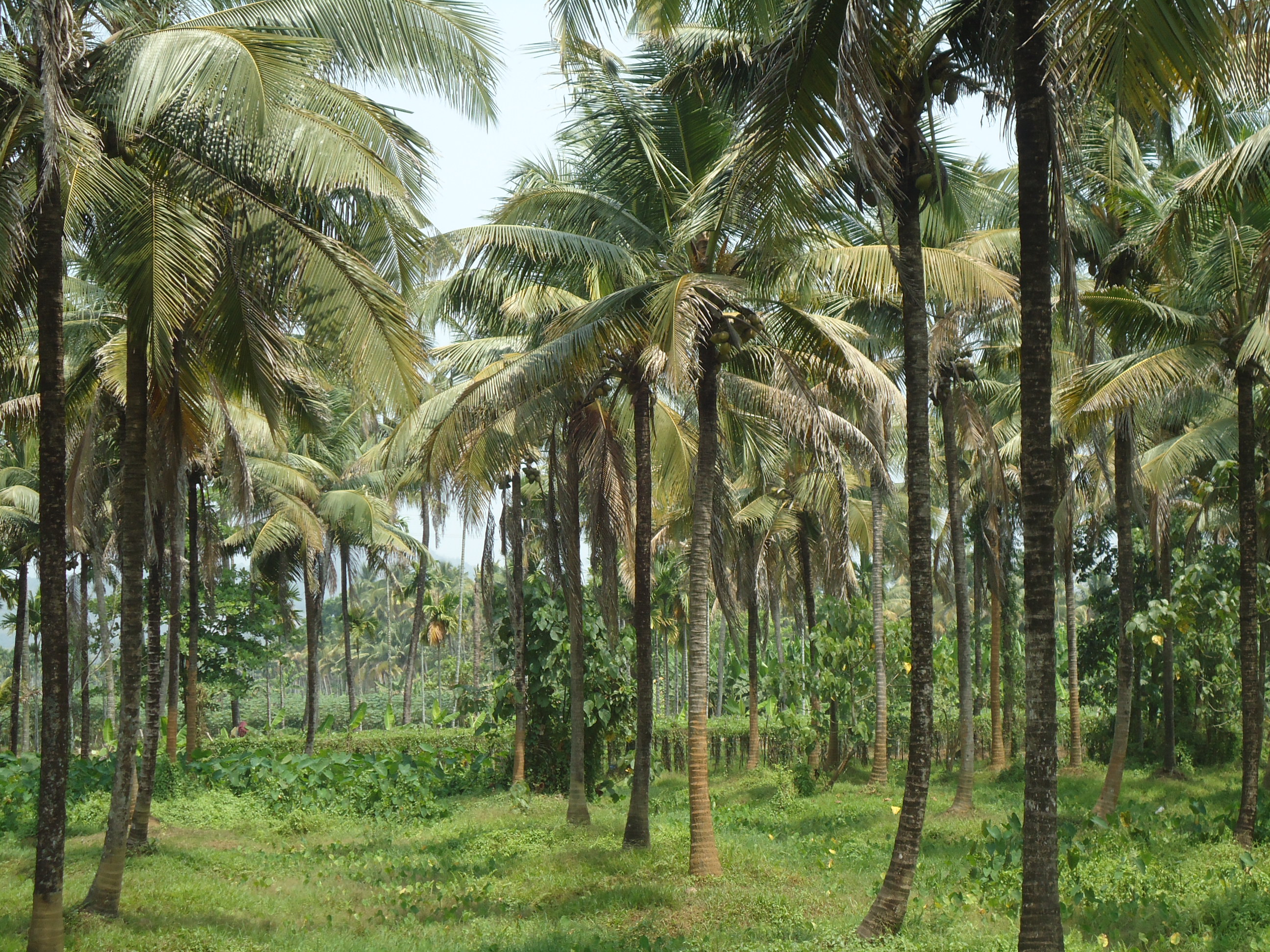 FileCoconut Tree Farm.JPG Wikimedia Commons