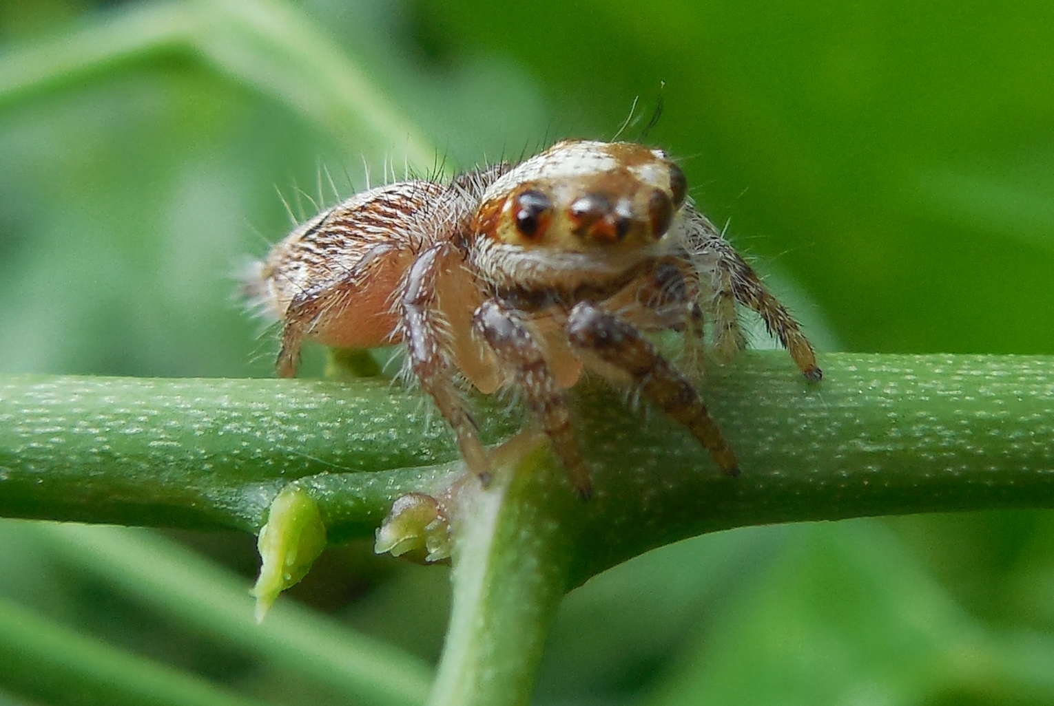 FileA garden spider in Chennai.JPG Wikimedia Commons
