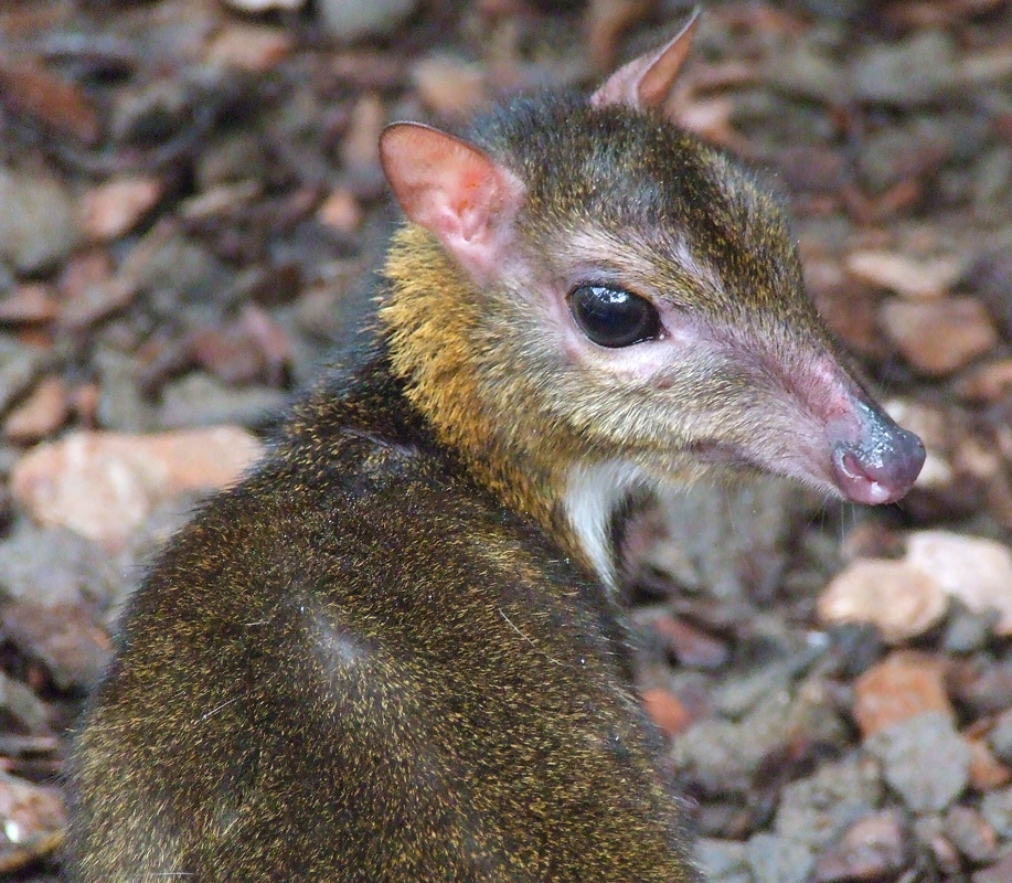 FileLesser Mouse Deer (Tragulus Javanicus).jpg Wikipedia