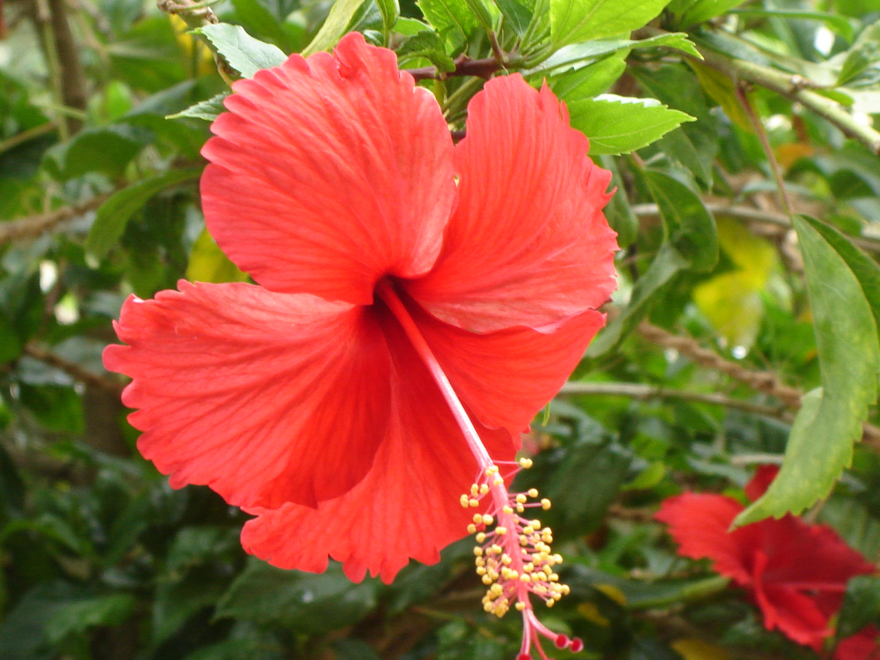FileRed Hibiscus in Chennai during Spring.JPG Wikipedia