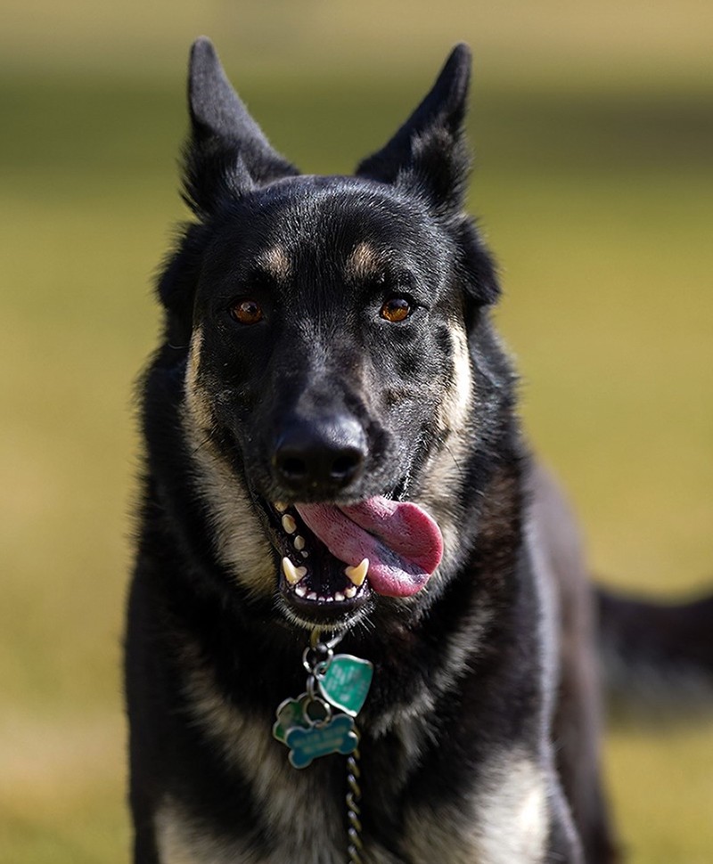 Major (dog) Wikipedia