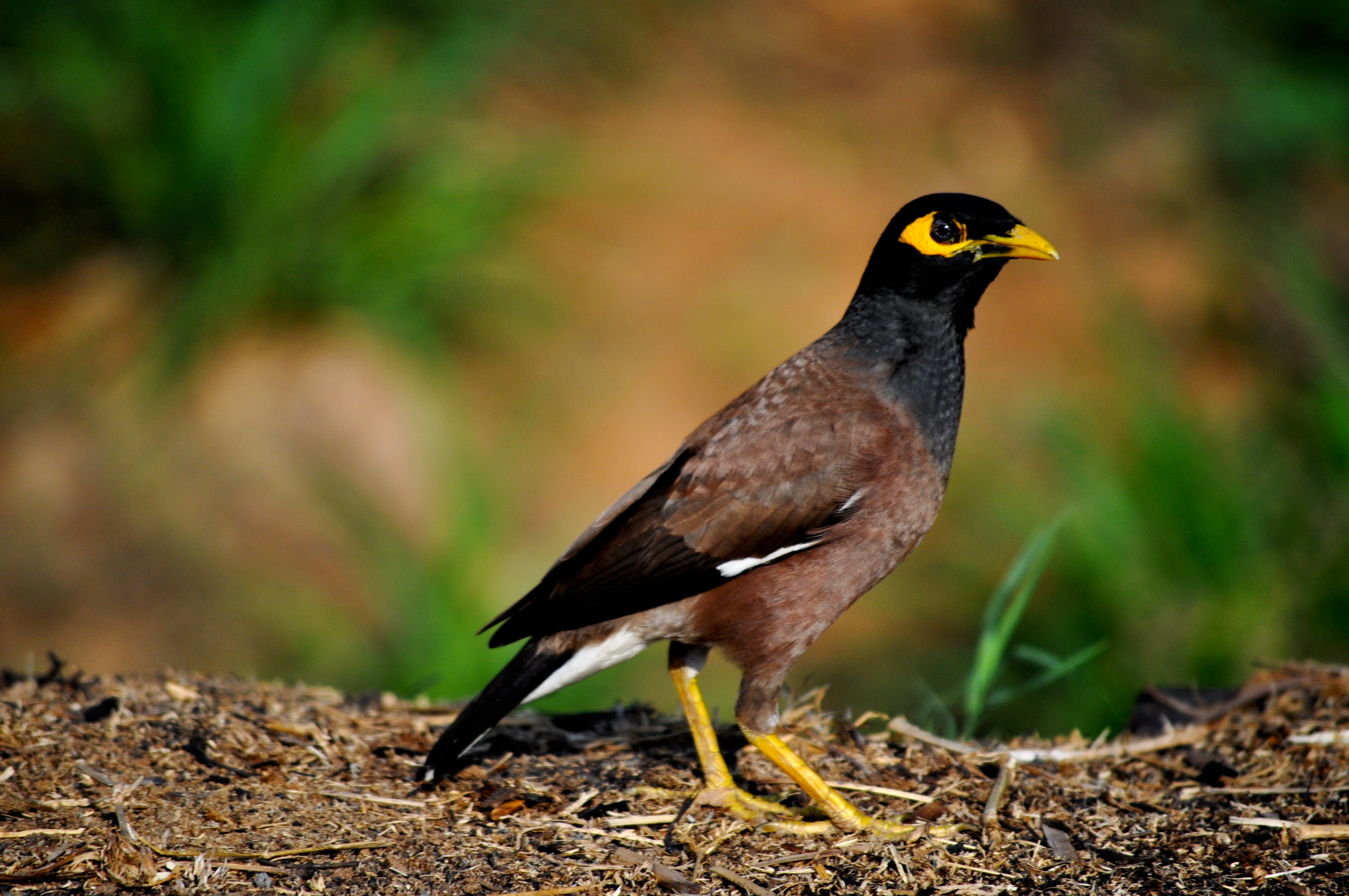 FileIndian Myna.JPG Wikimedia Commons