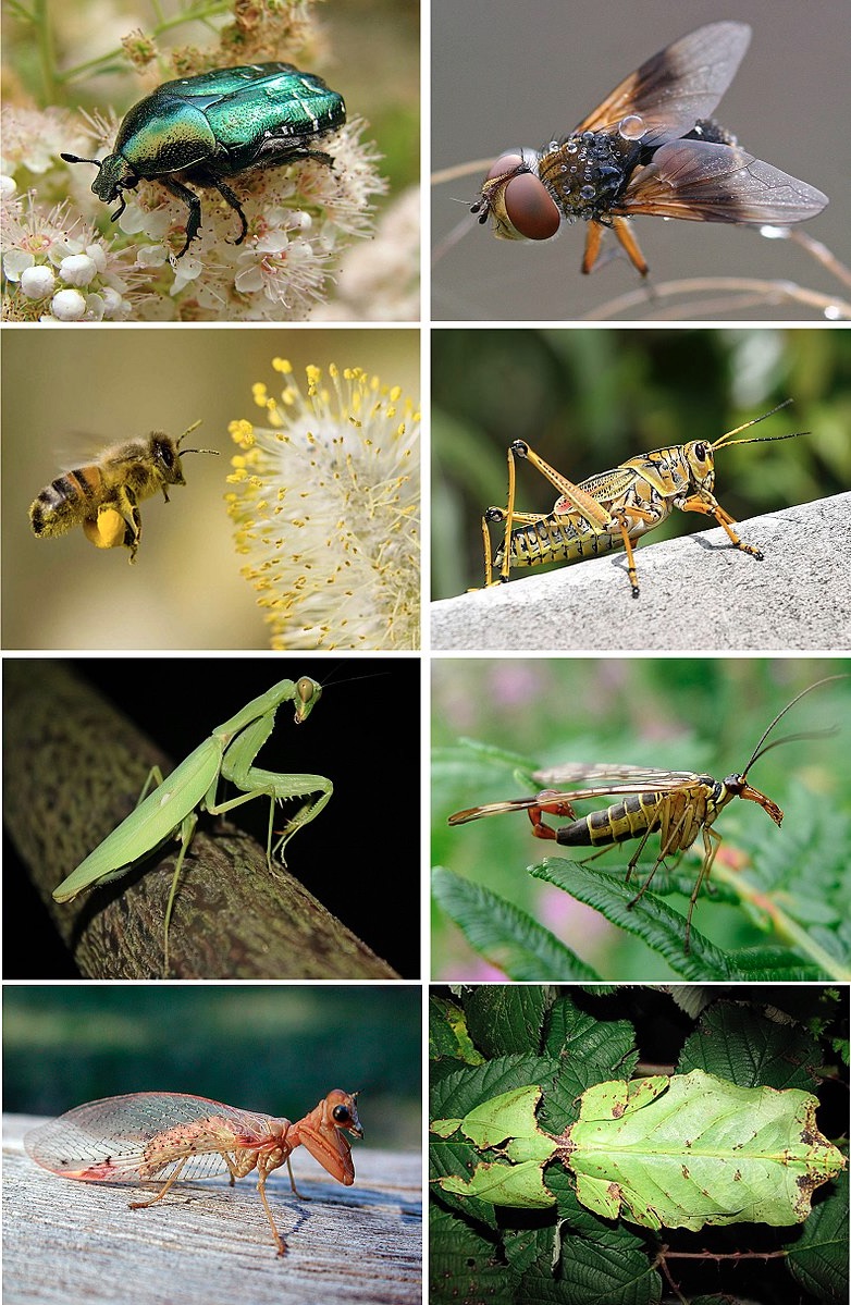 Insecten - Wikipedia