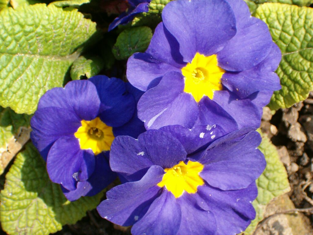 FilePrimula.jpg Wikipedia