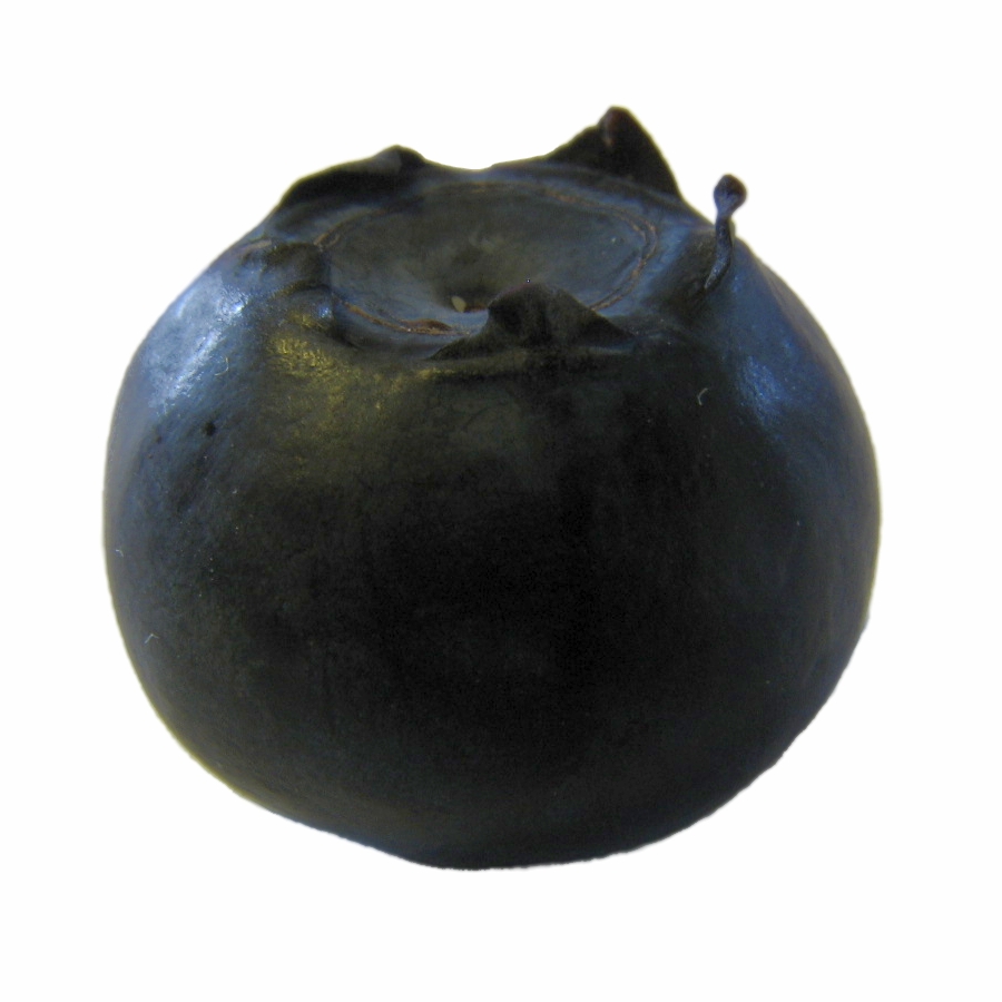 FileSingle Blueberry.jpg Wikimedia Commons
