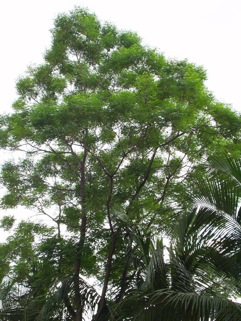 FileNeem tree.JPG Wikipedia
