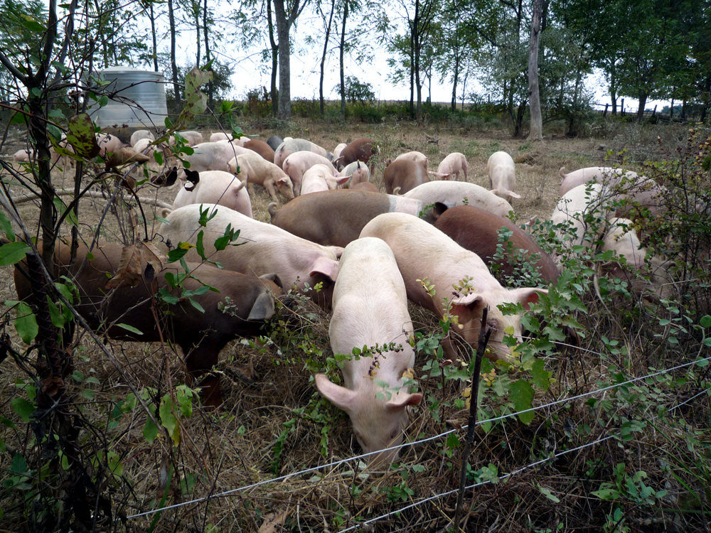 FilePigs at Polyface Farm.jpg Wikipedia