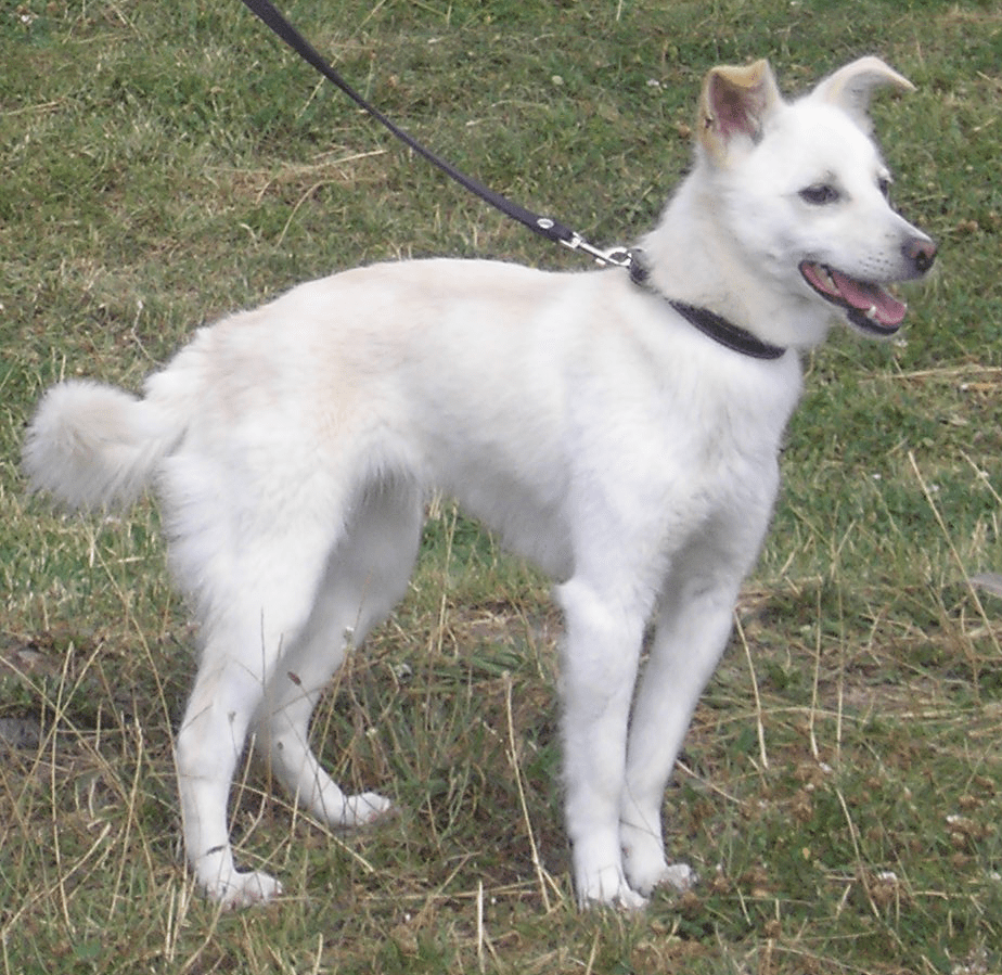 FileDog walking.png Wikimedia Commons