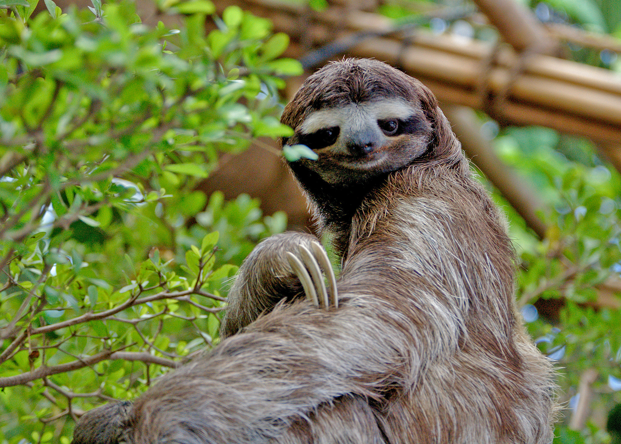 FileSlothDWA.jpg Wikimedia Commons