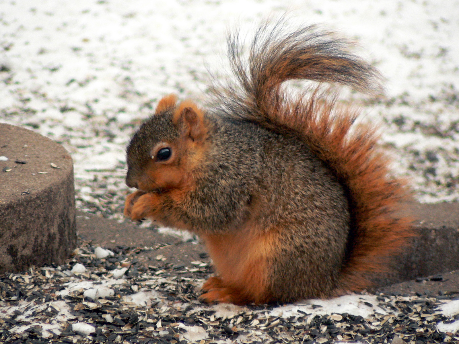 FileFox squirrel.jpg