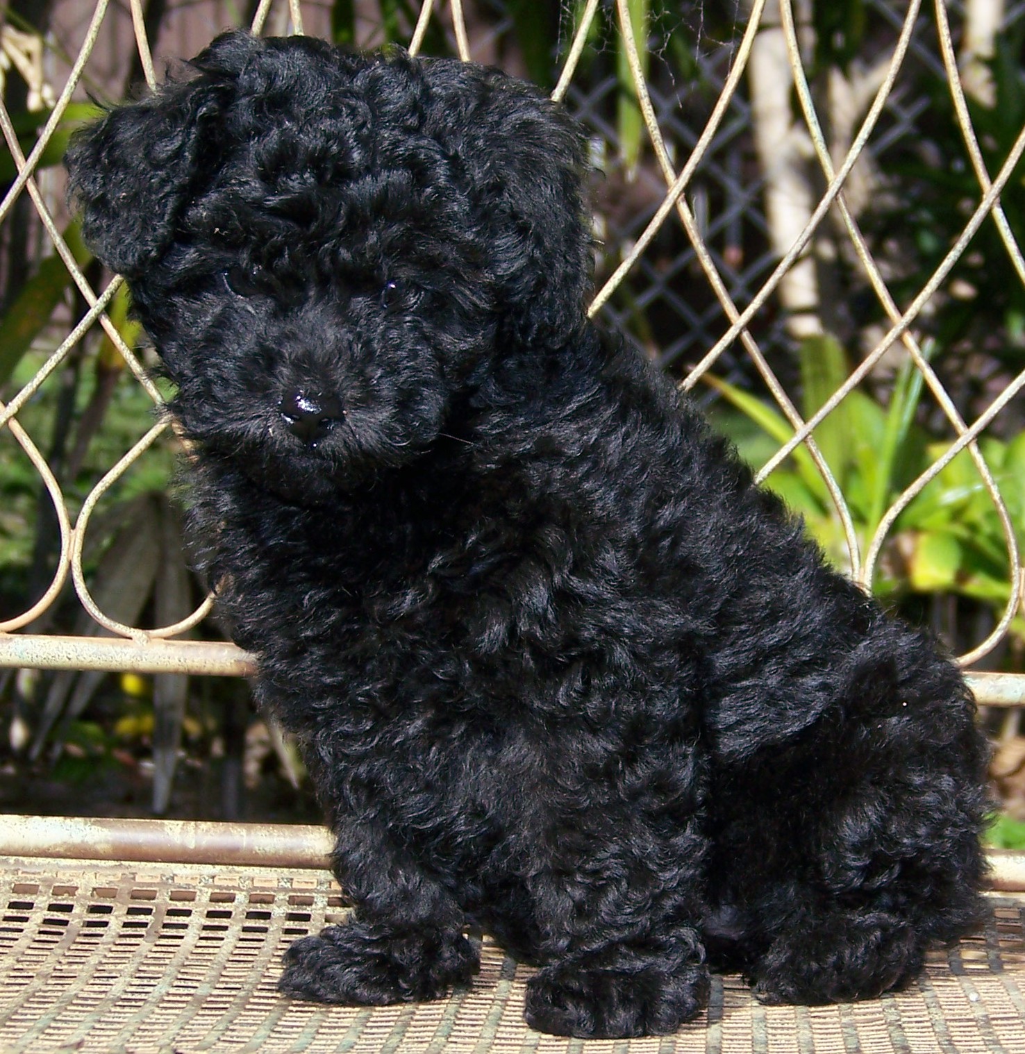 FileMiniature Poodle pup.JPG Wikimedia Commons