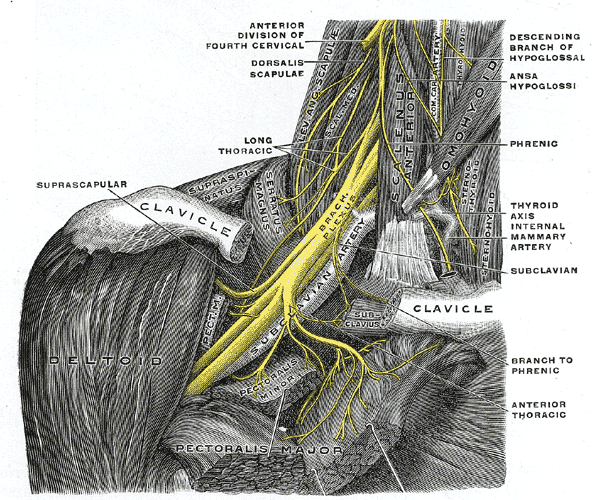 Plexus brachialis Wikipedia