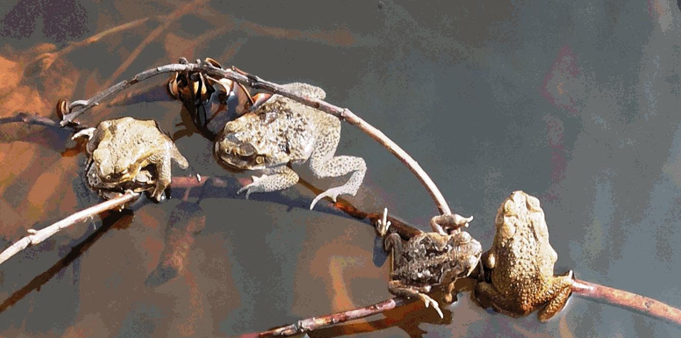 File:mindoro Frog.gif - Wikimedia Commons