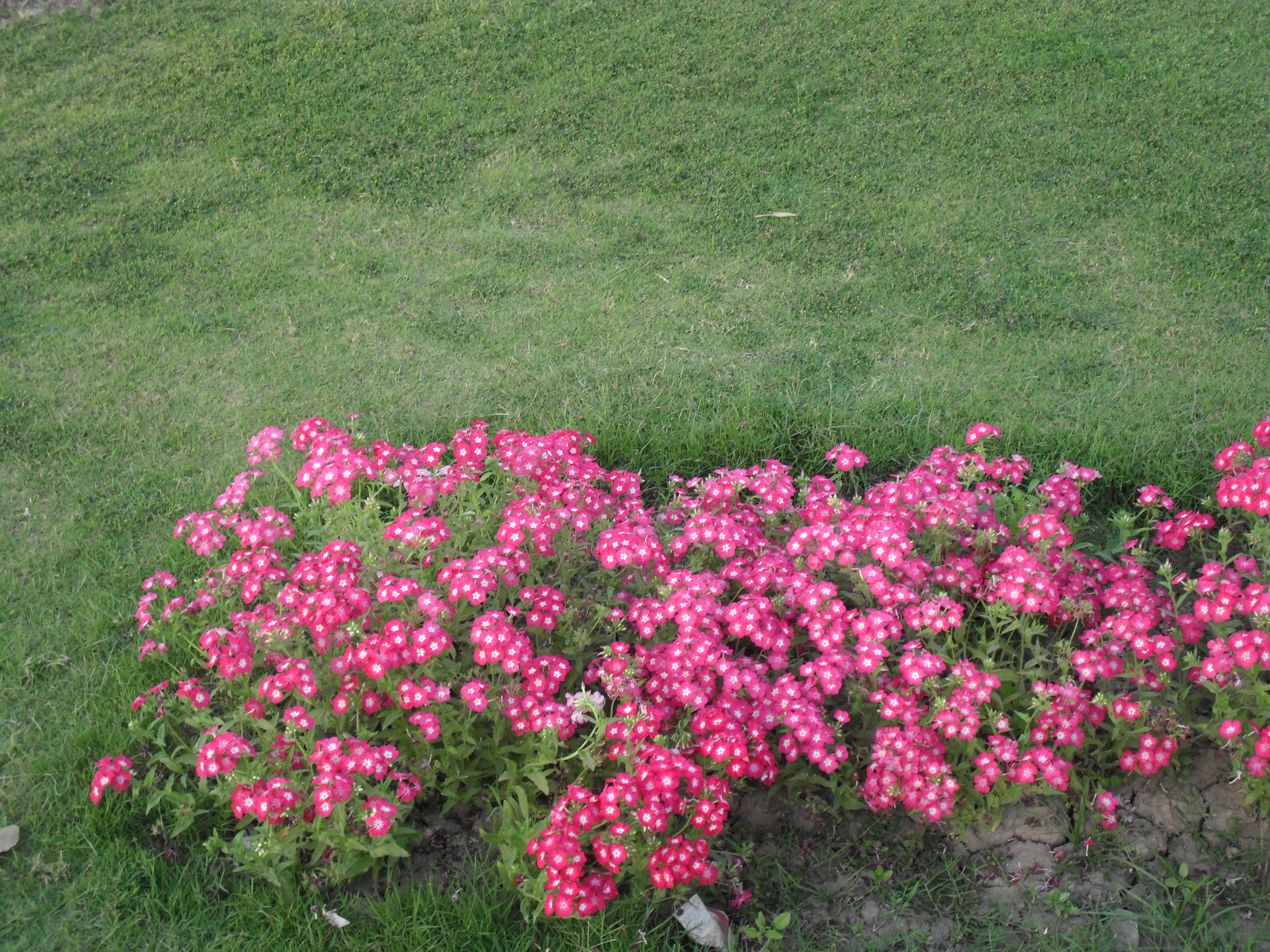 FilePink Flowers Shrub.JPG