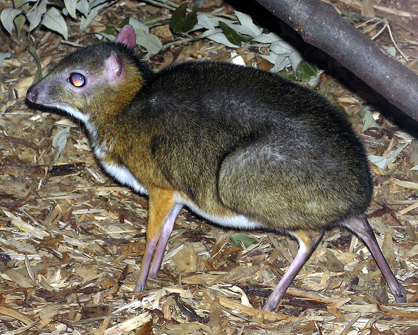 FileLesser.malay.mouse.deer.arp.jpg Wikipedia