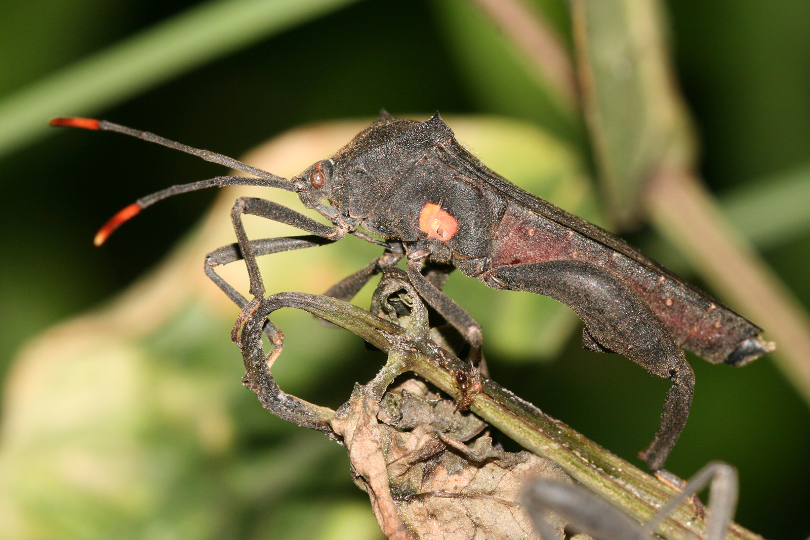 FileCoreidae squash bug.jpg