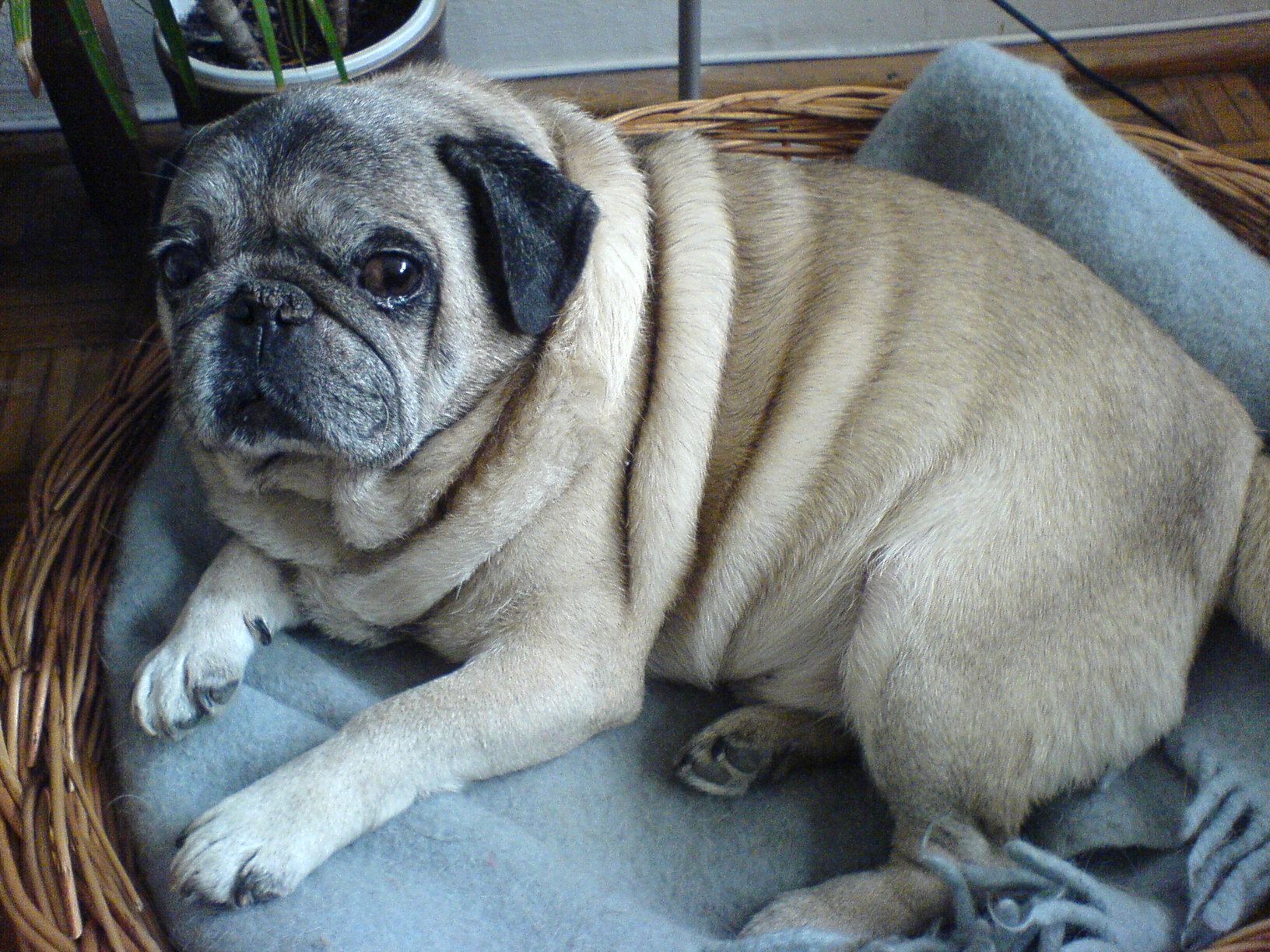 FileMops.jpg Wikimedia Commons