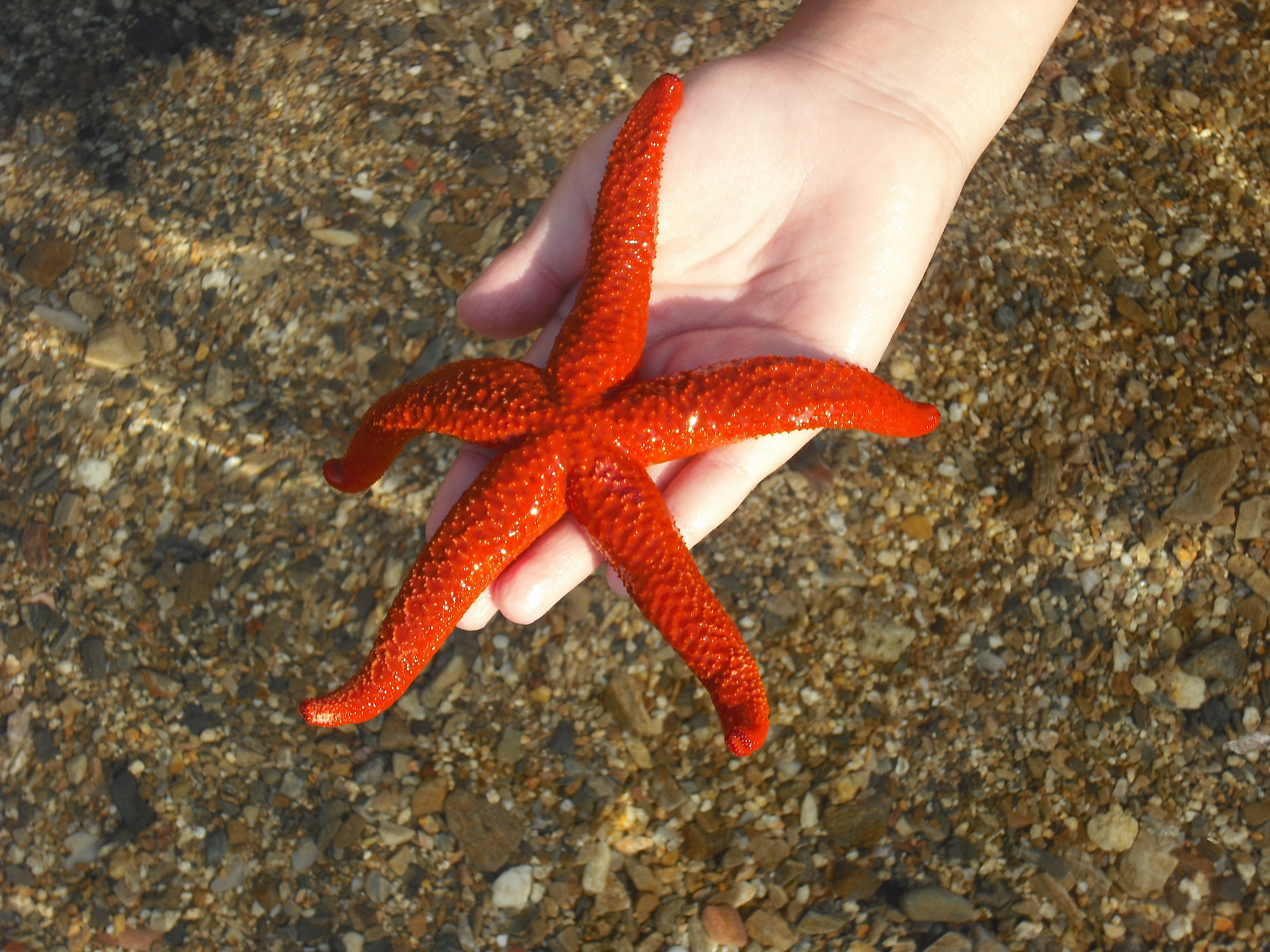 FileStarfish 1.JPG