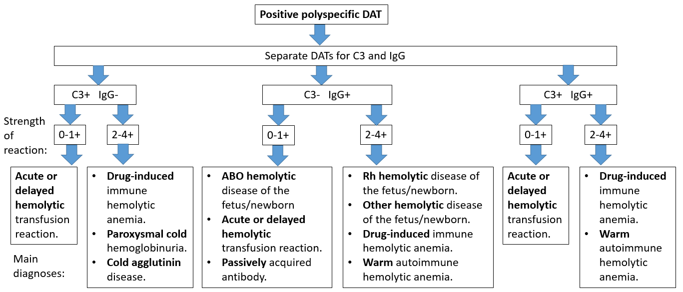 Coombs test Wikiwand
