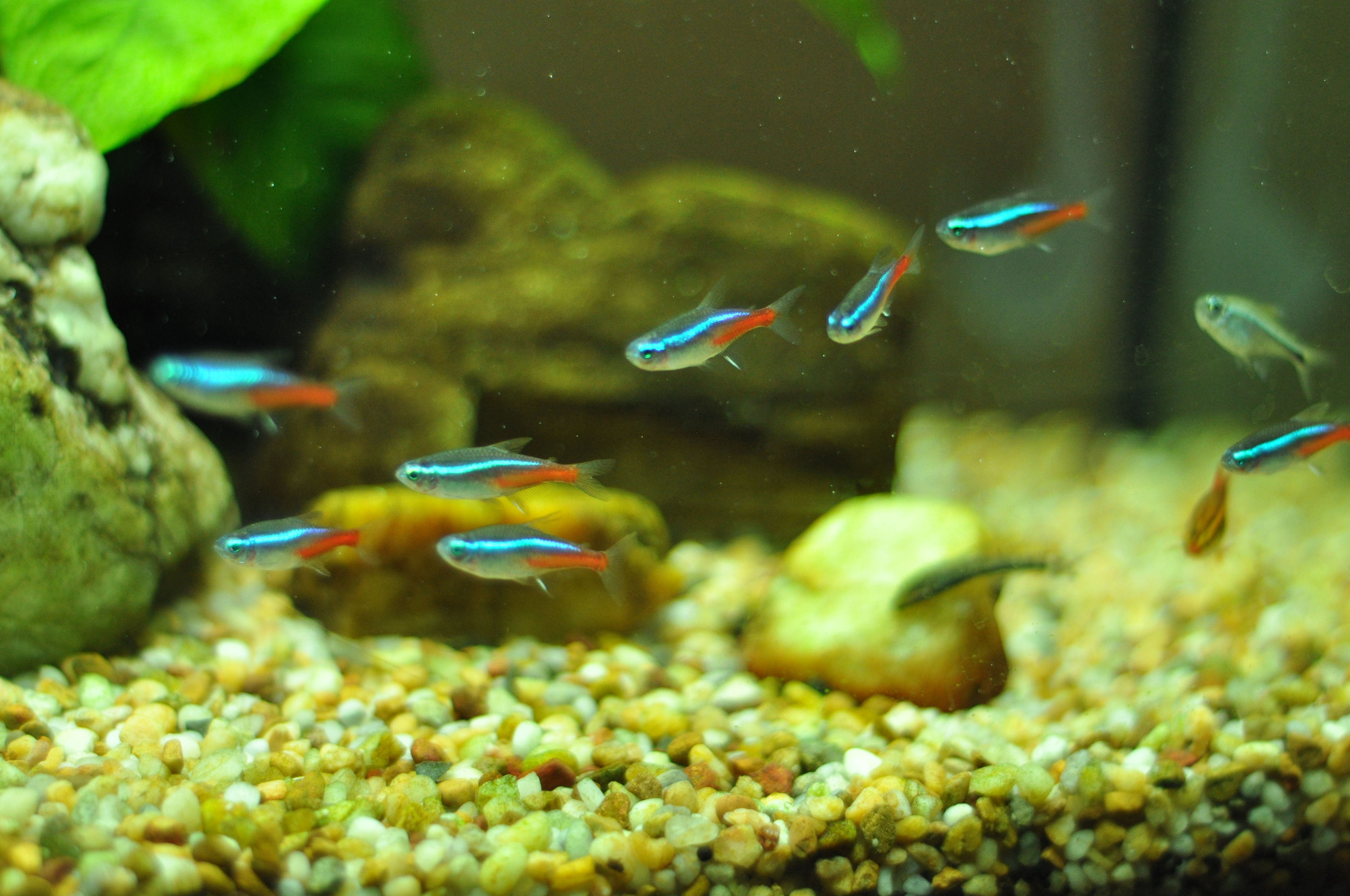 Can Guppies And Neon Tetras Live Together? (How-To Guide) - Betta Care Fish Guide
