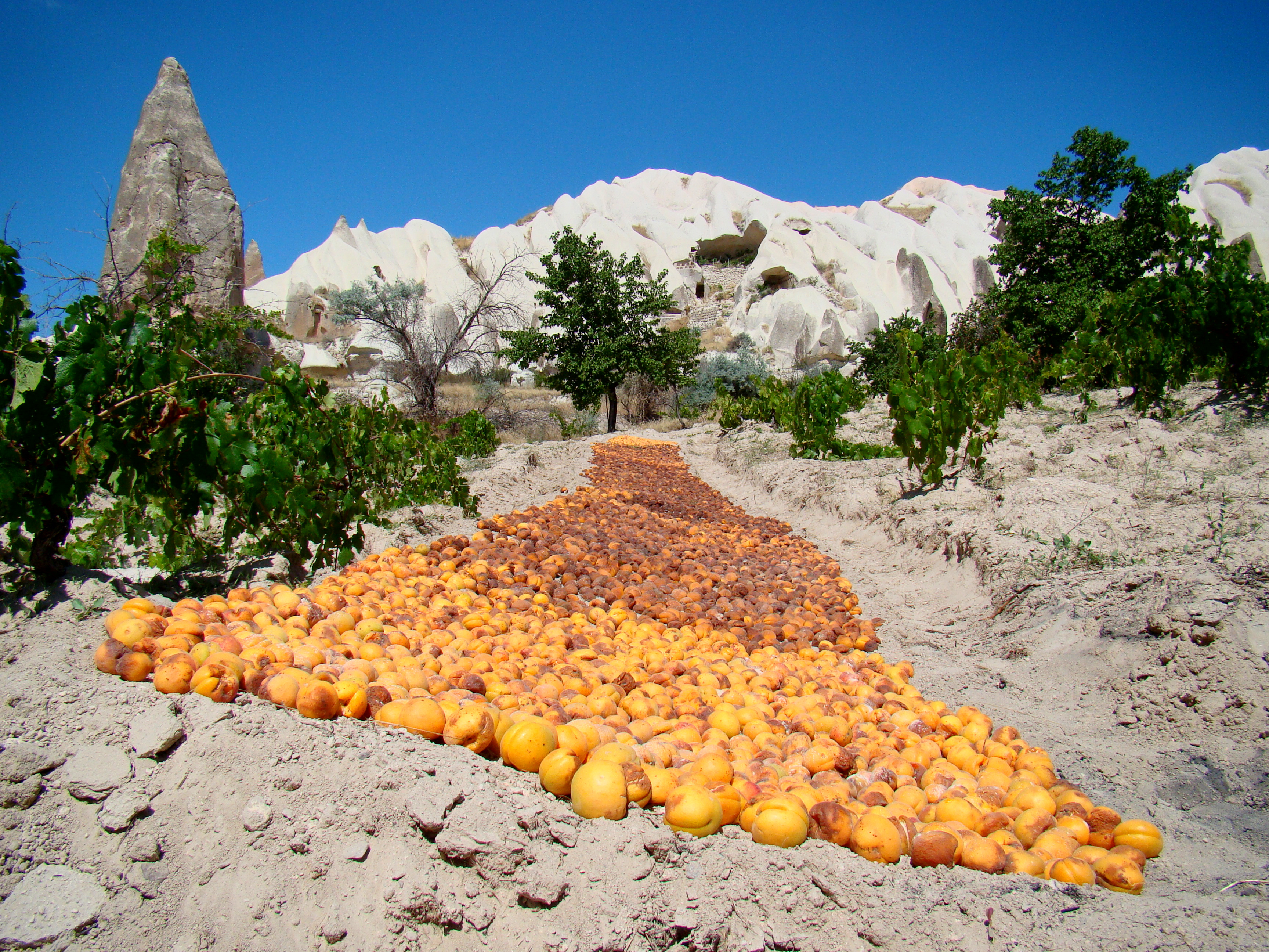 FileApricots Drying In Cappadocia.JPG Wikimedia Commons