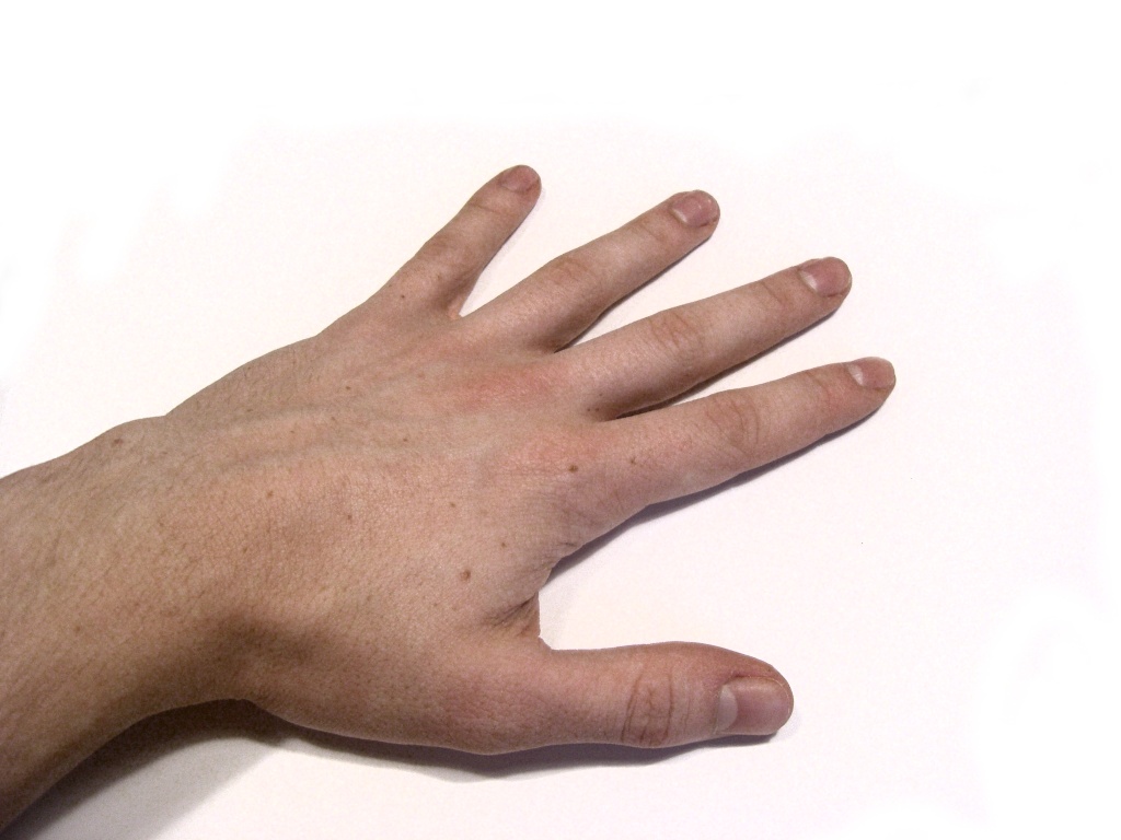 FileHuman Hand.jpg Wikimedia Commons