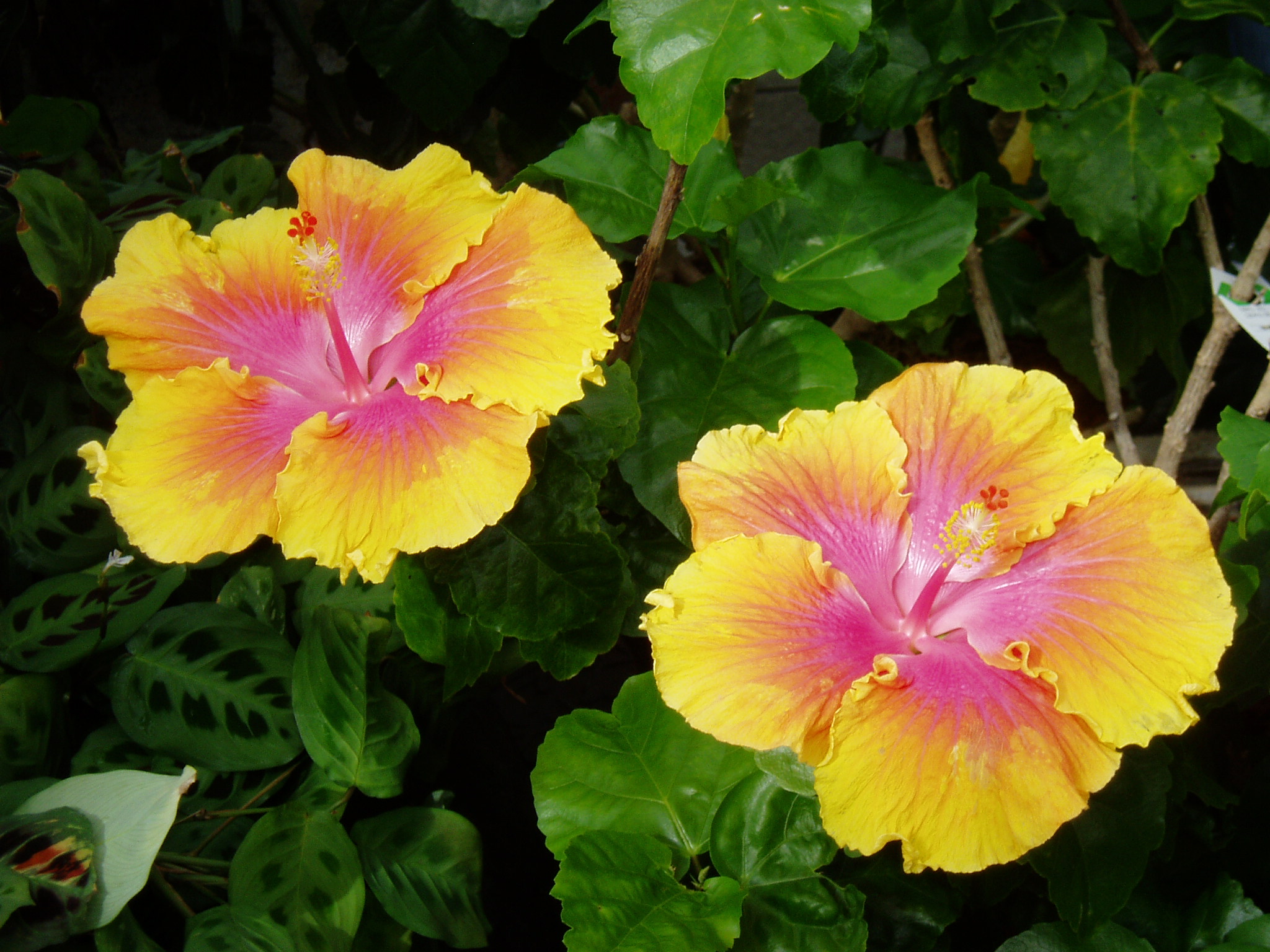 FileYellow flower.JPG Wikipedia