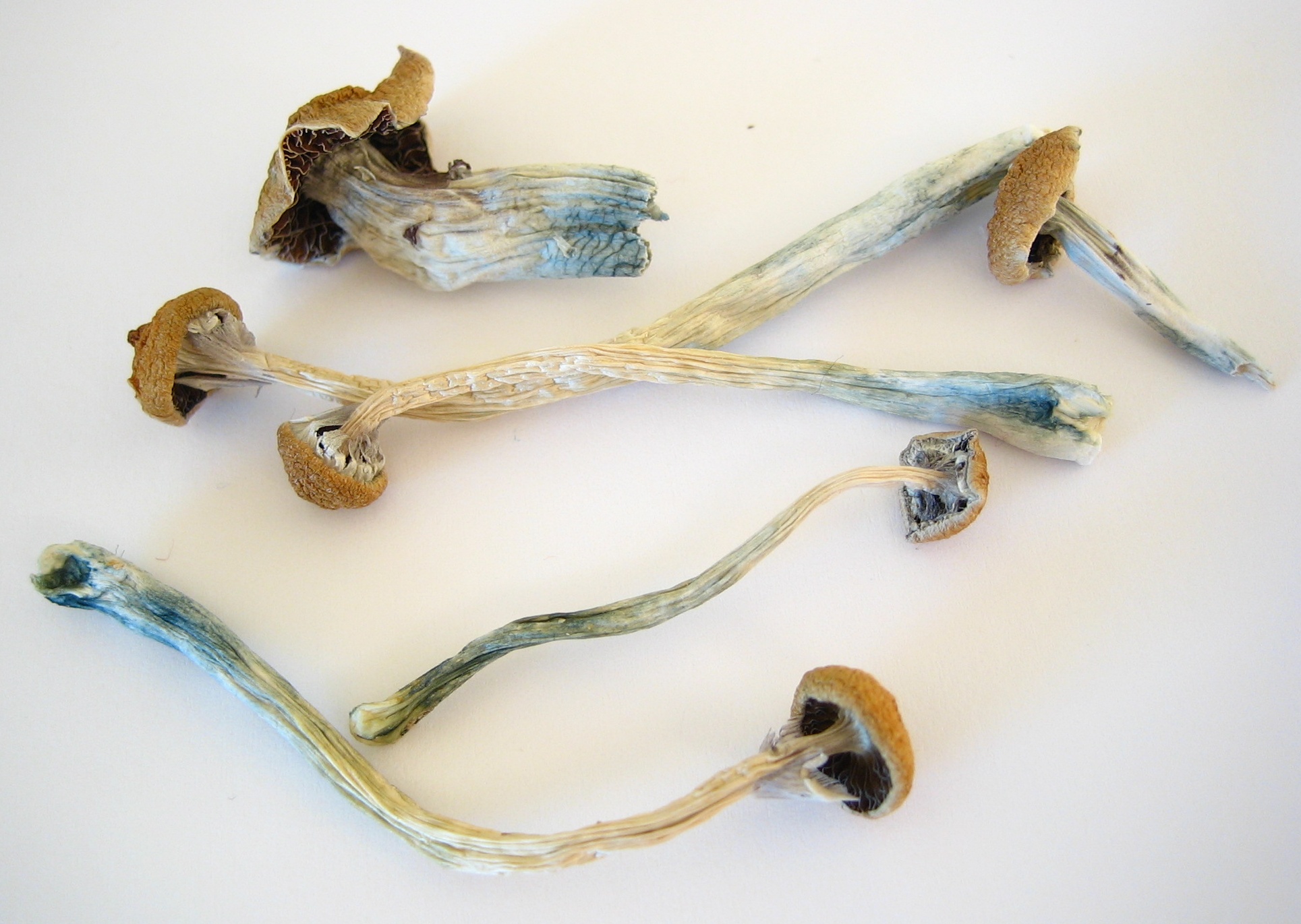 FileDried Cubensis.jpg Wikipedia