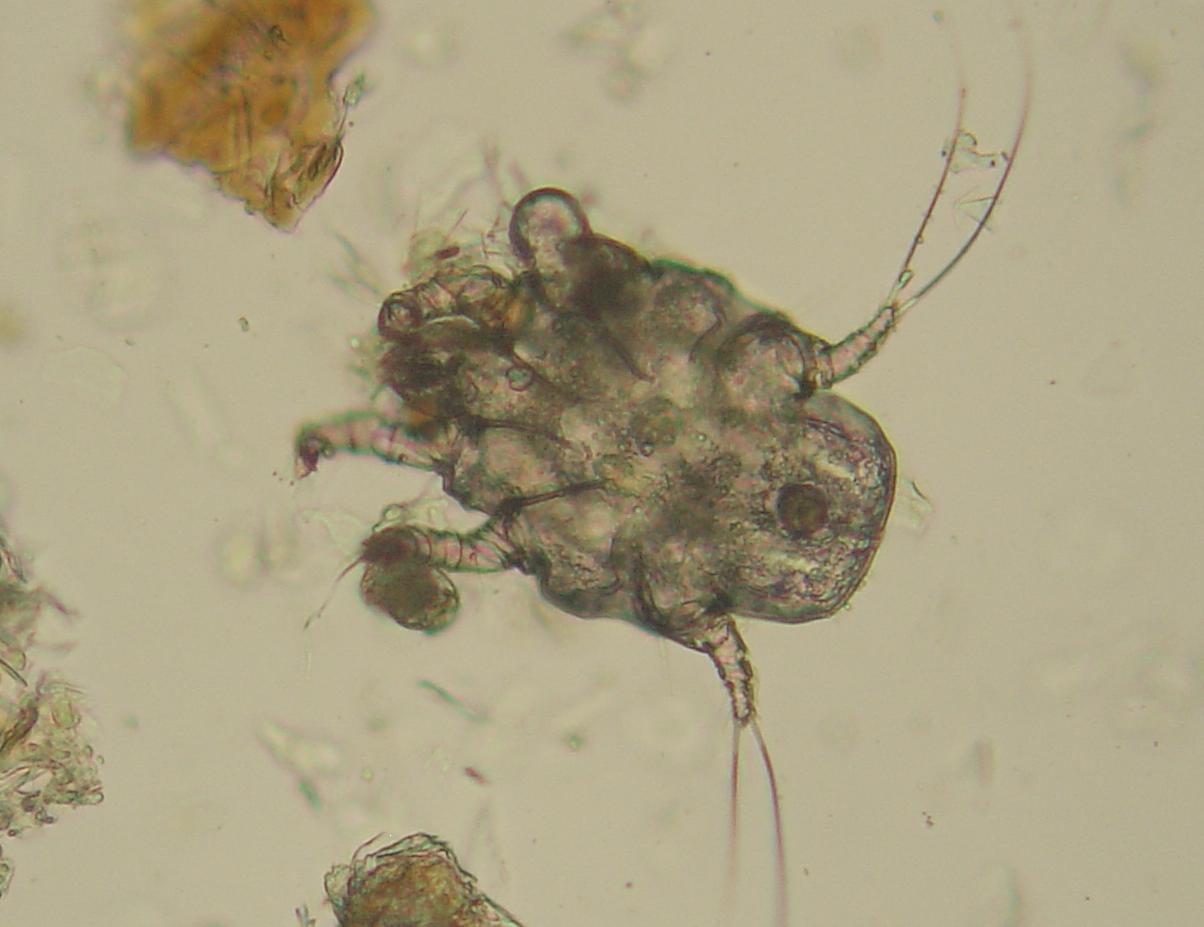 Ear mite Wikipedia