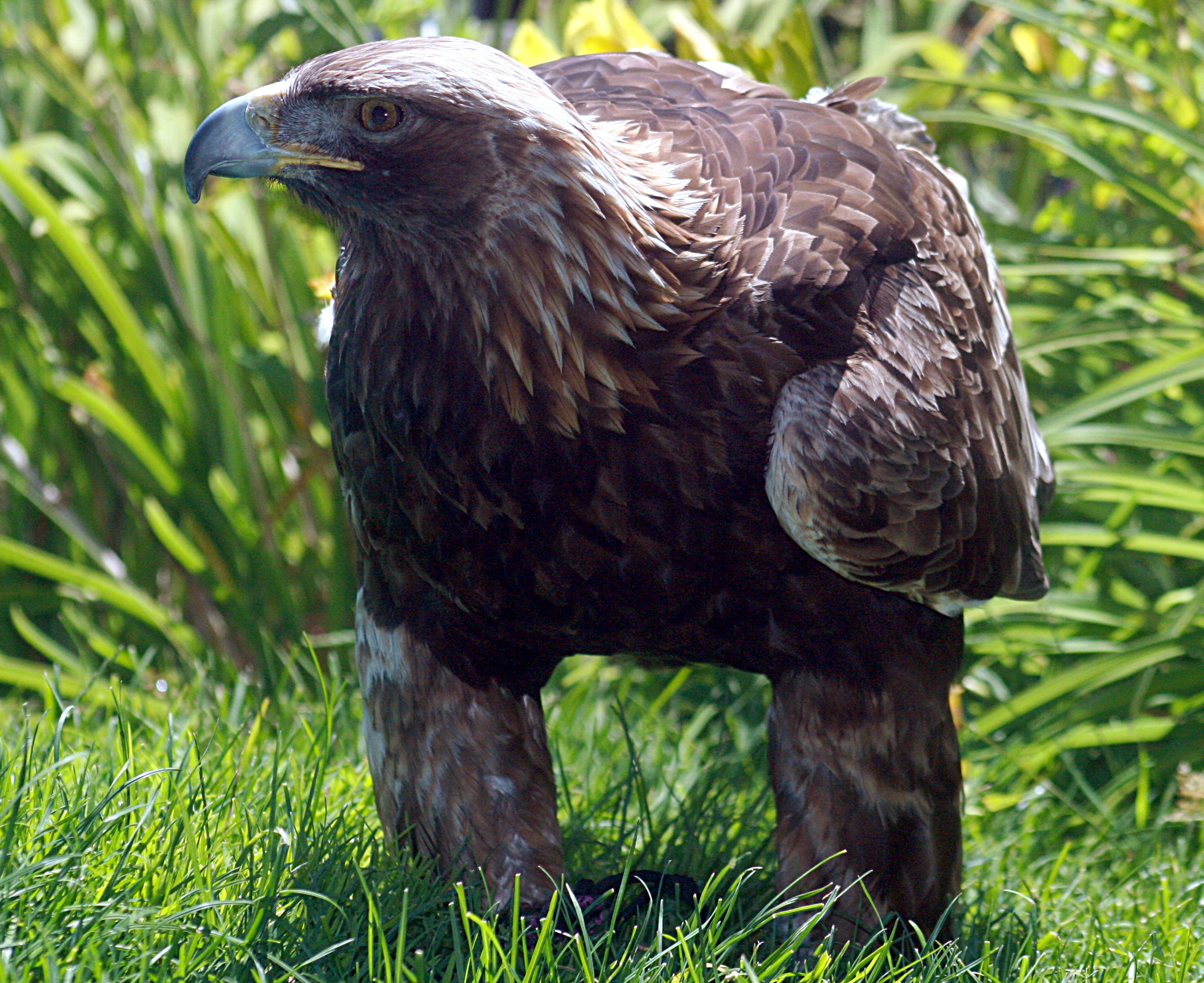 FileGolden eagle IMG 3700.JPG Wikipedia, the free encyclopedia