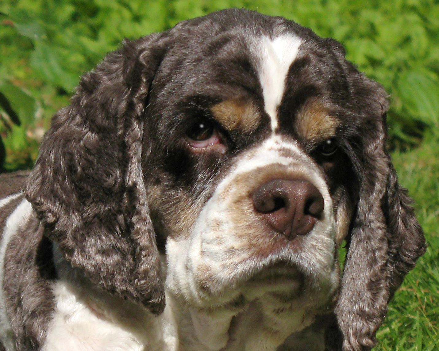FileAmerican Cocker Spaniel portrait..jpg Wikipedia