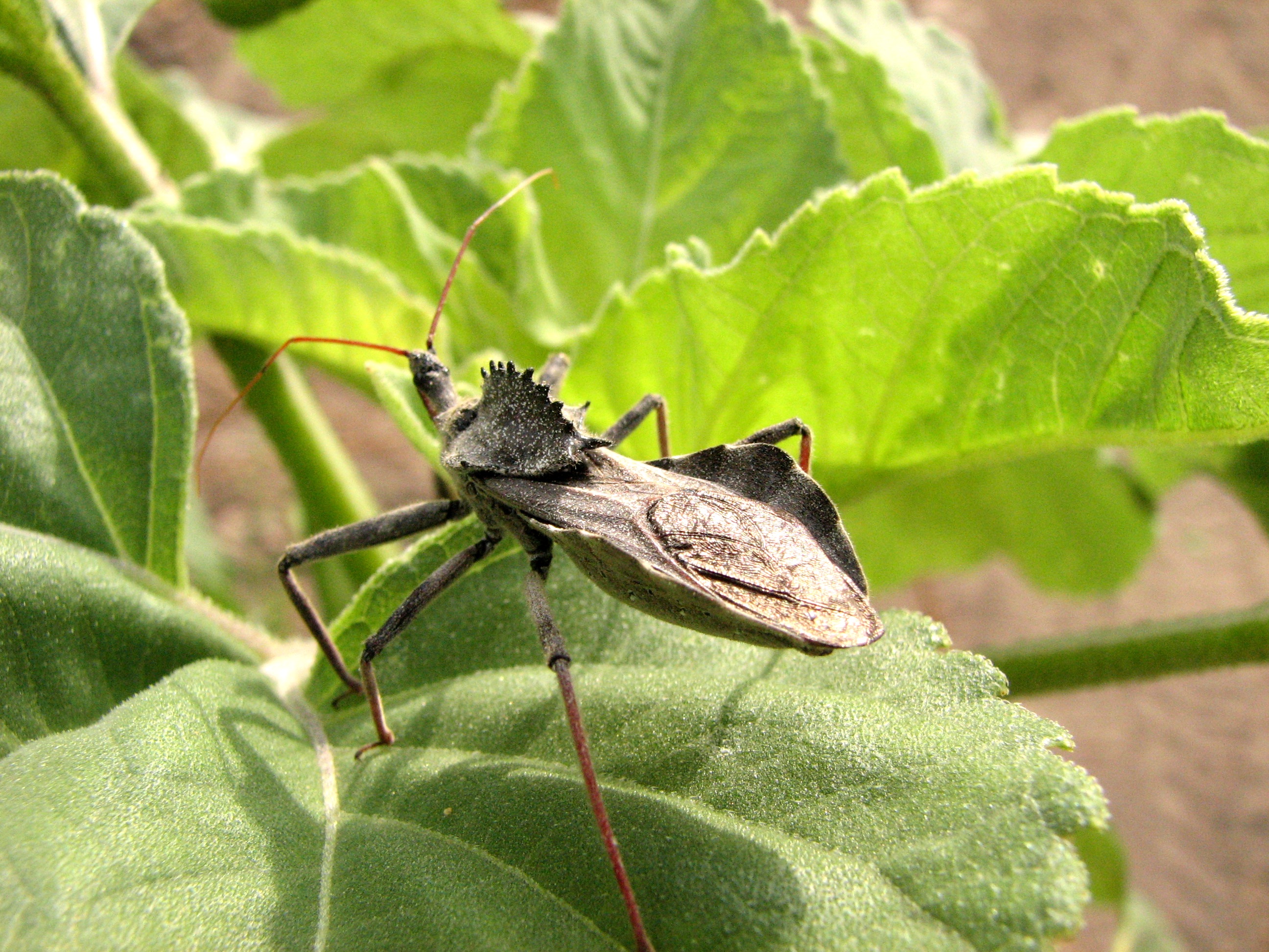 FileWheel bug back.JPG Wikimedia Commons