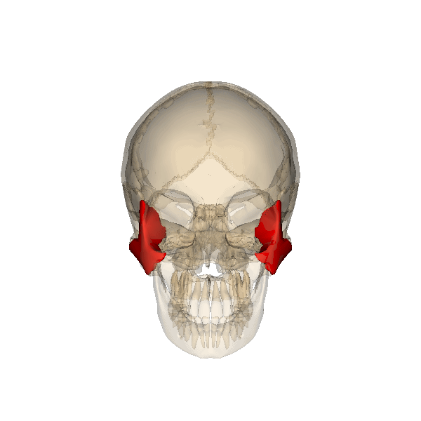 File:Rotation zygomatic bone.gif - Wikimedia Commons