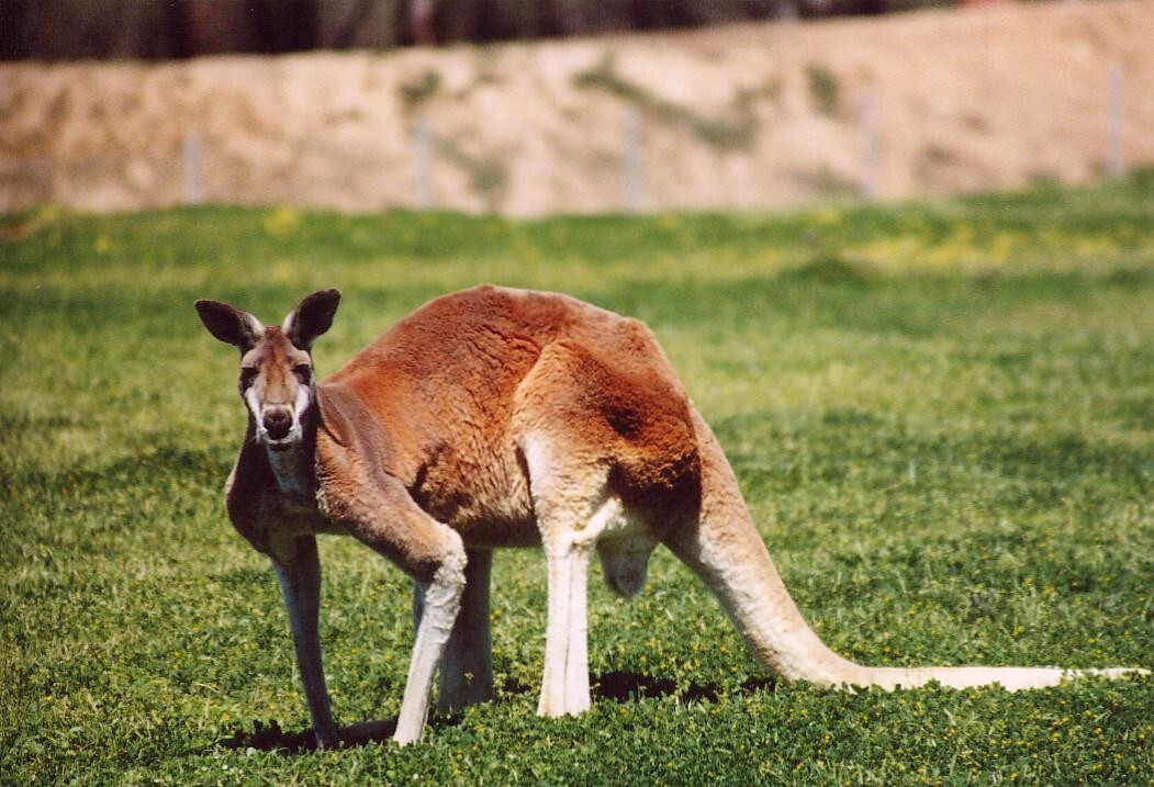 Kangaroo industry Wikipedia