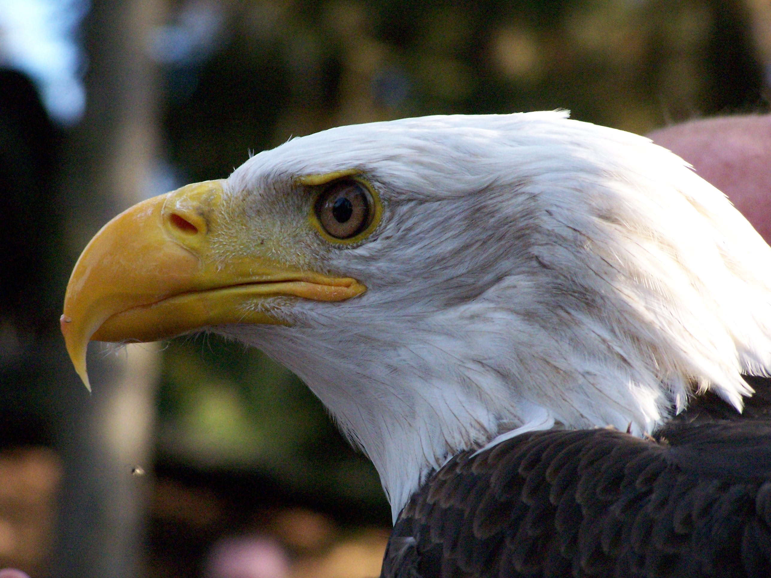 FileBald Eagle.JPG Wikipedia