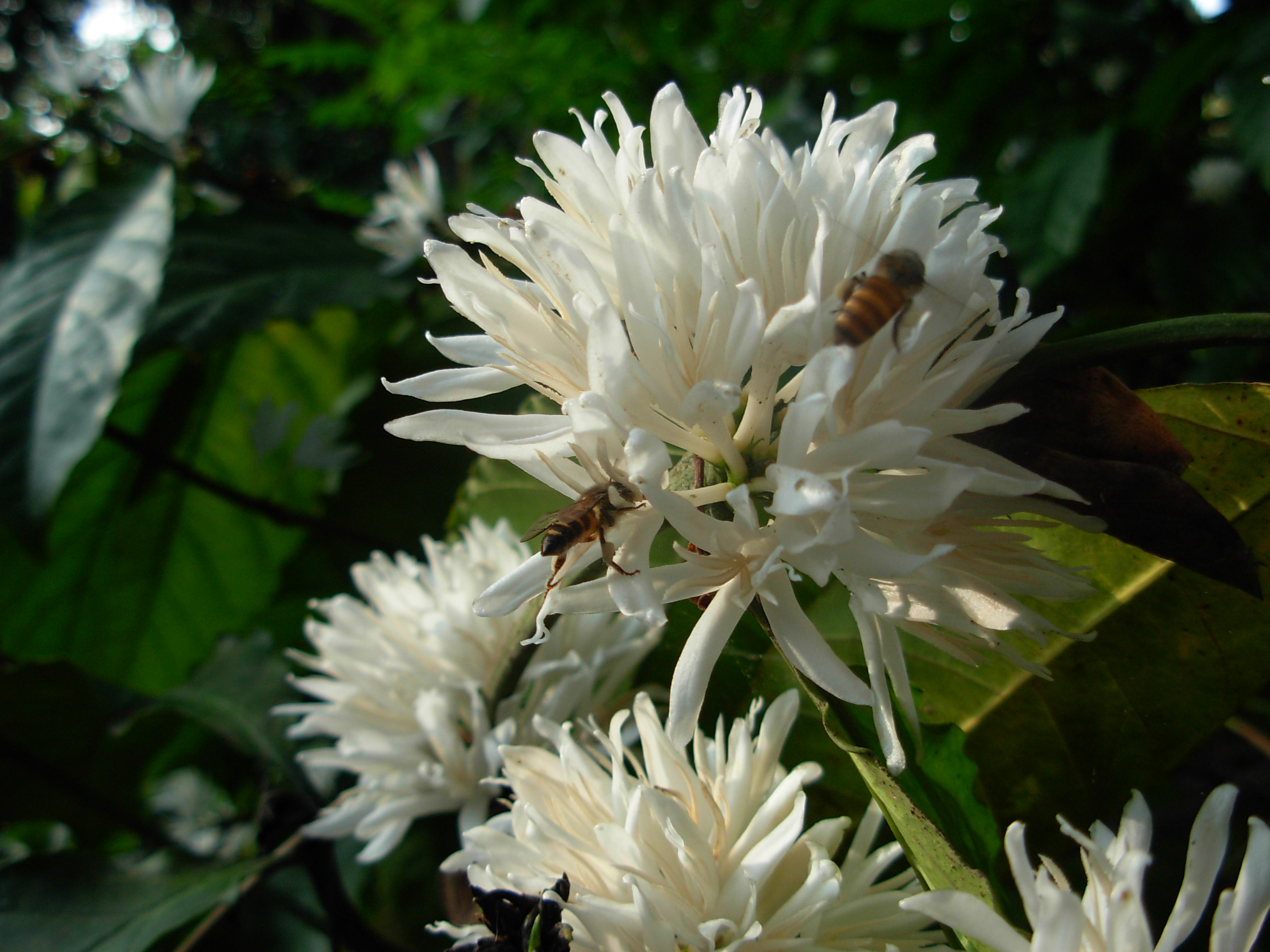 FileCoffee flower smallbee.JPG Wikimedia Commons