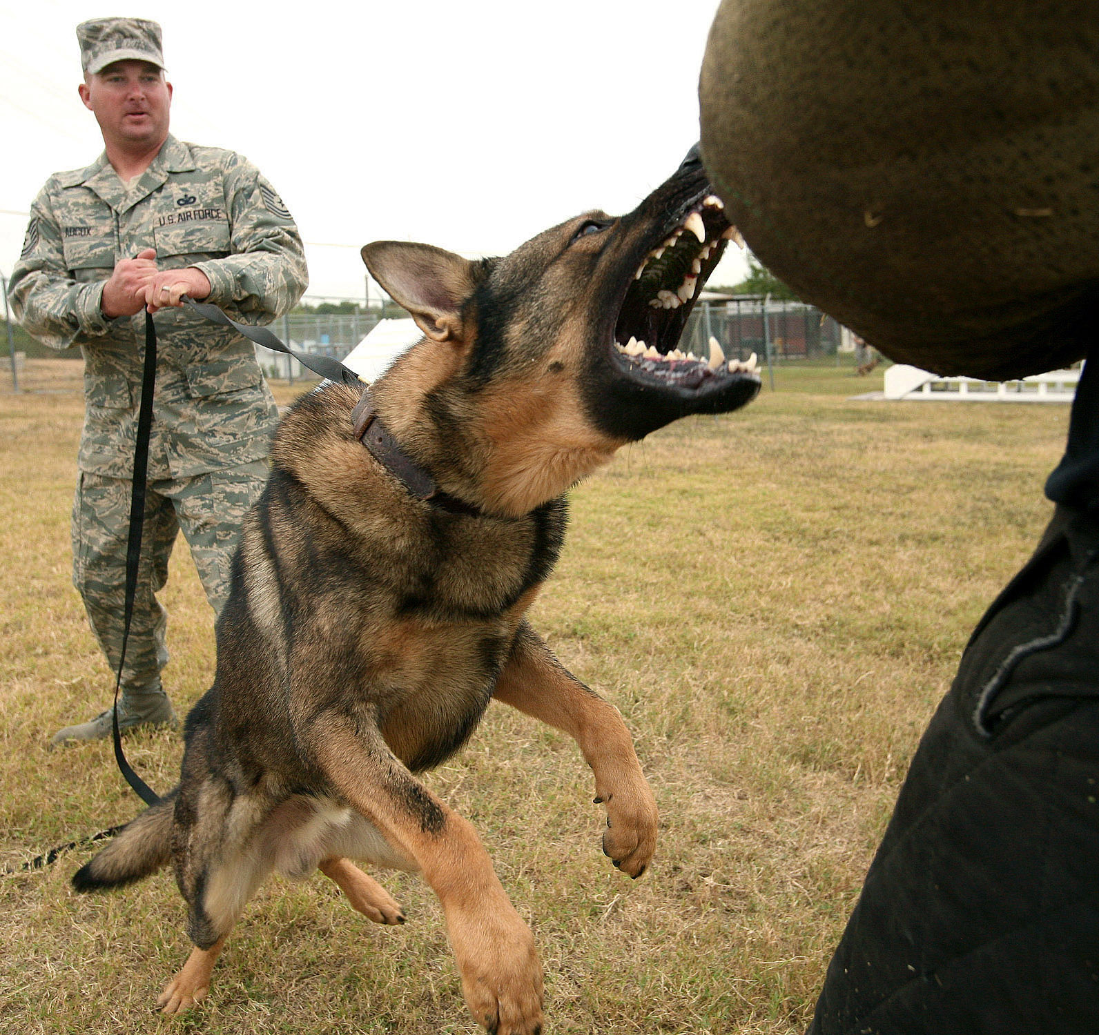 FileDog attack (USAF).jpg Wikipedia