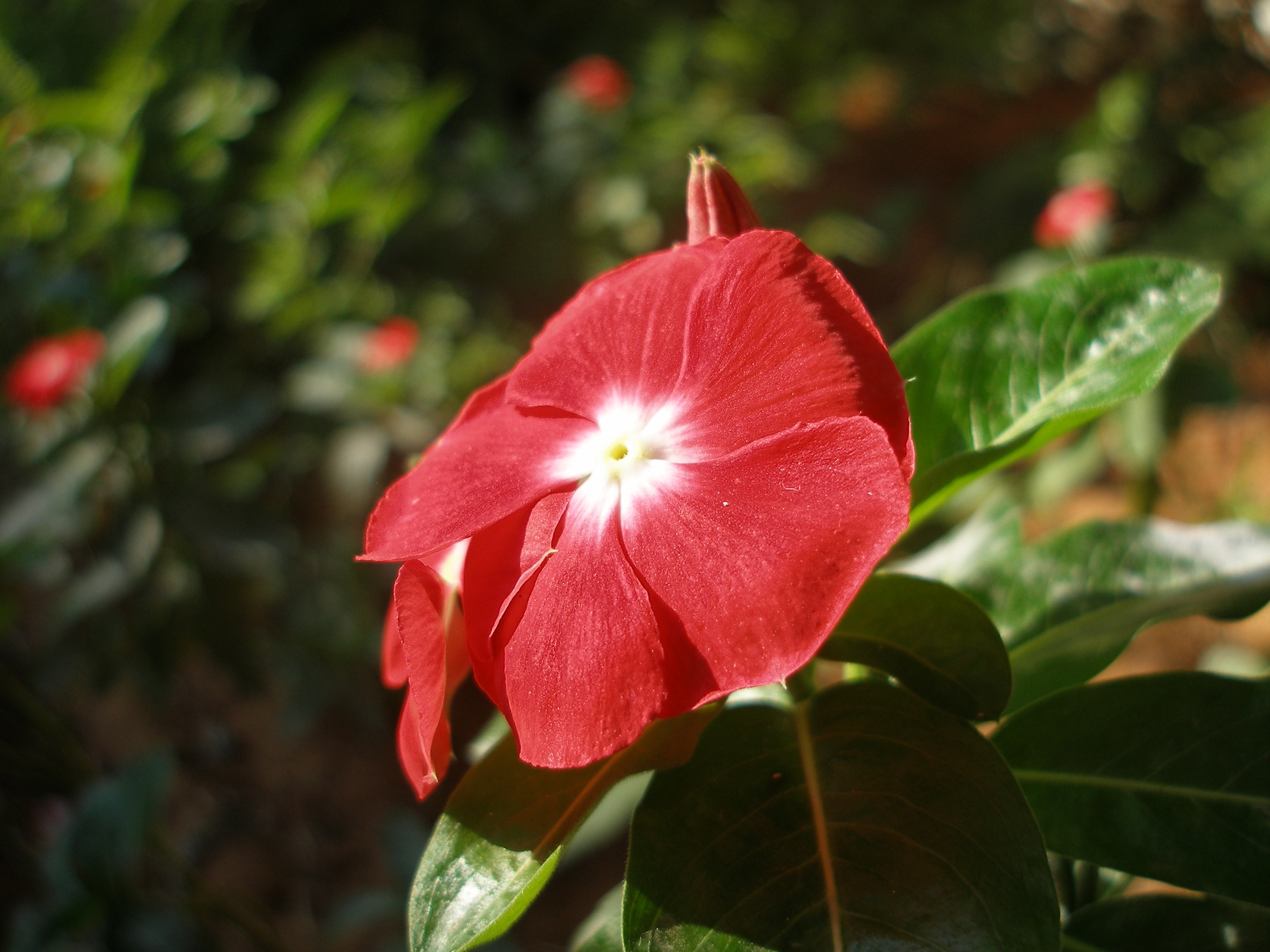 FileRed flower.JPG