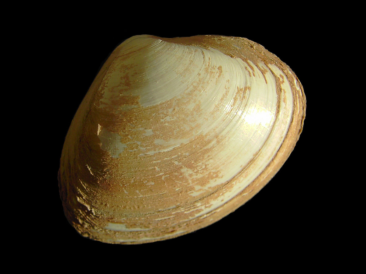 Surf clam Wikipedia