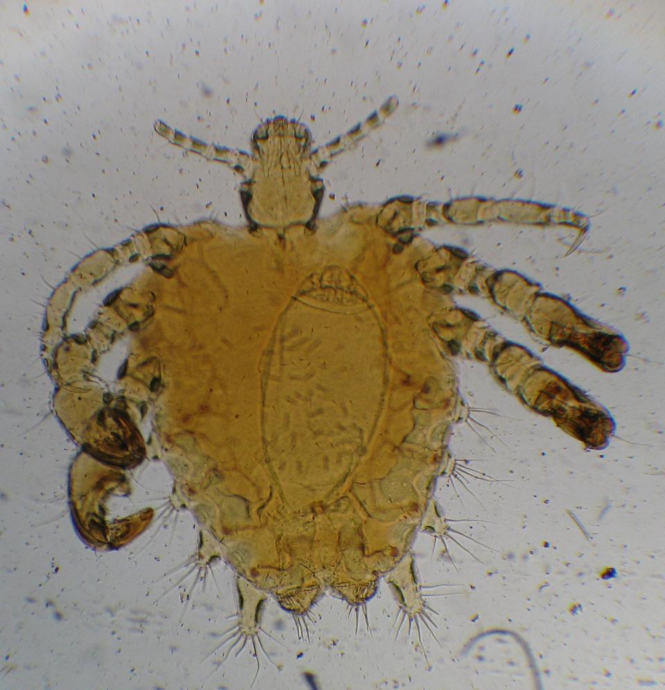 ArchivoLadilla.JPG Wikipedia, la enciclopedia libre